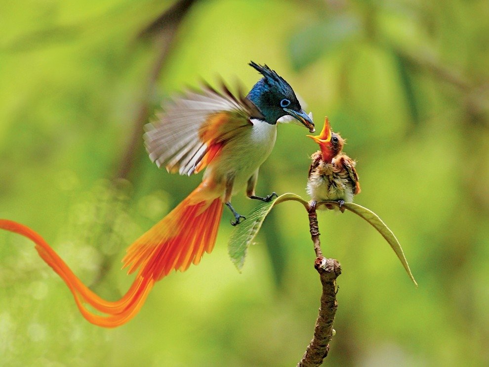  paradise flycatcher, Pakistan