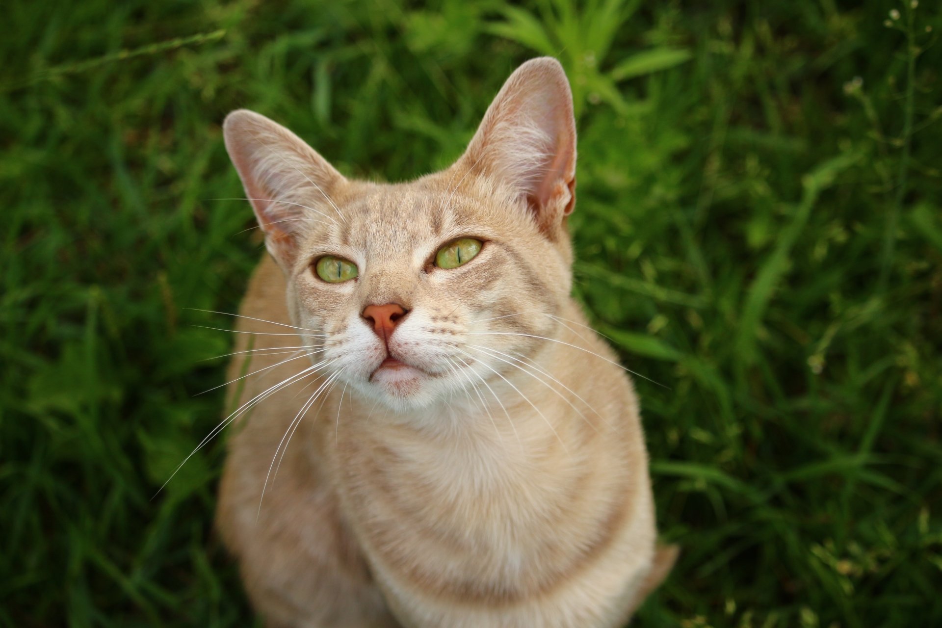 Sandy-colored cat (animal) stares upward from green grass, ears pricked and pale green eyes fixed.