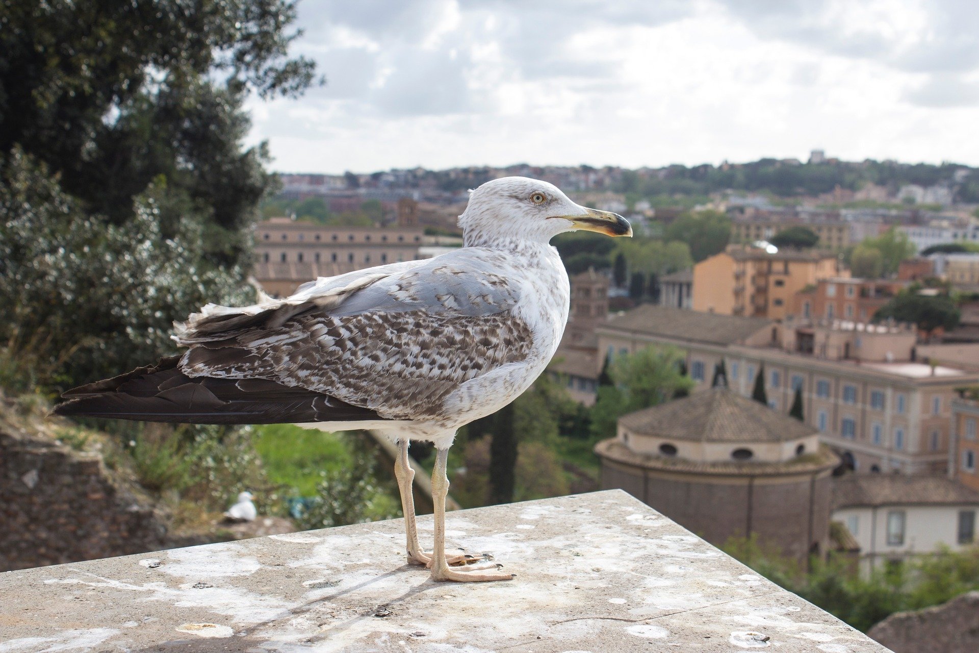  A seagull in Rome Italy by platinumportfolio