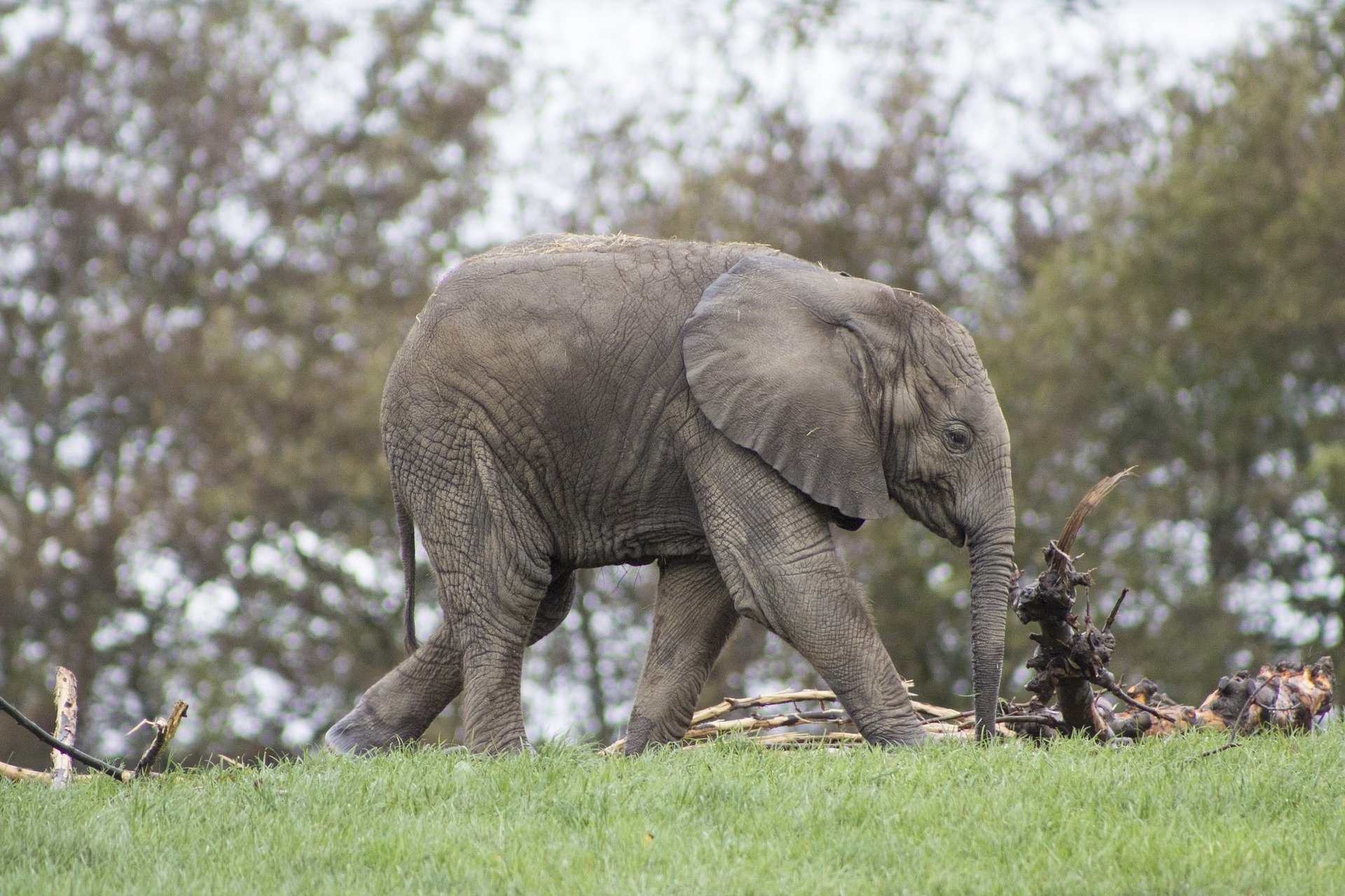 A cute baby African bush elephant walks gracefully across a grassy area, surrounded by a soft bokeh of greenery in the background.
