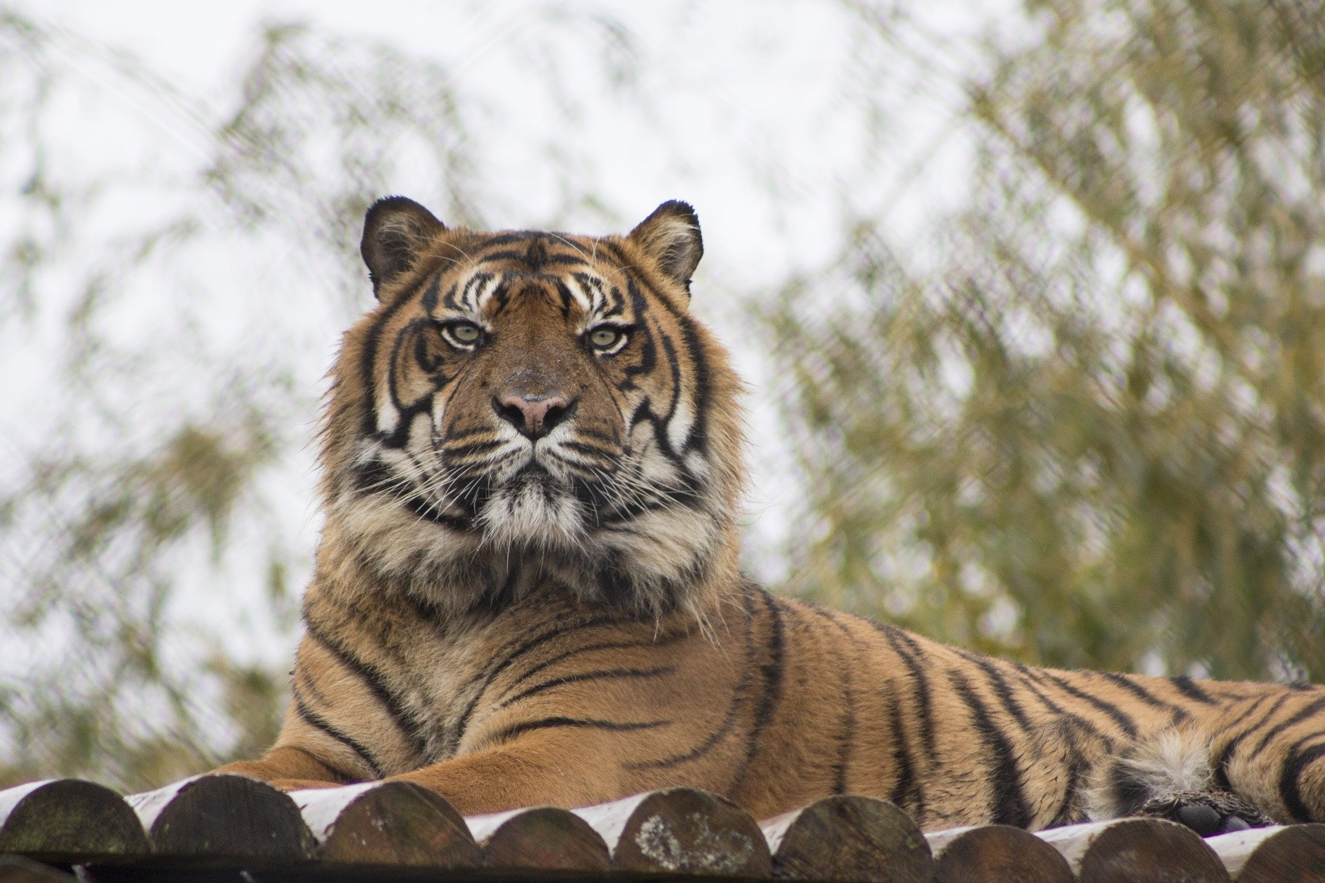 A tiger rests on a wooden platform with a shallow depth of field creating a soft bokeh effect in the background.