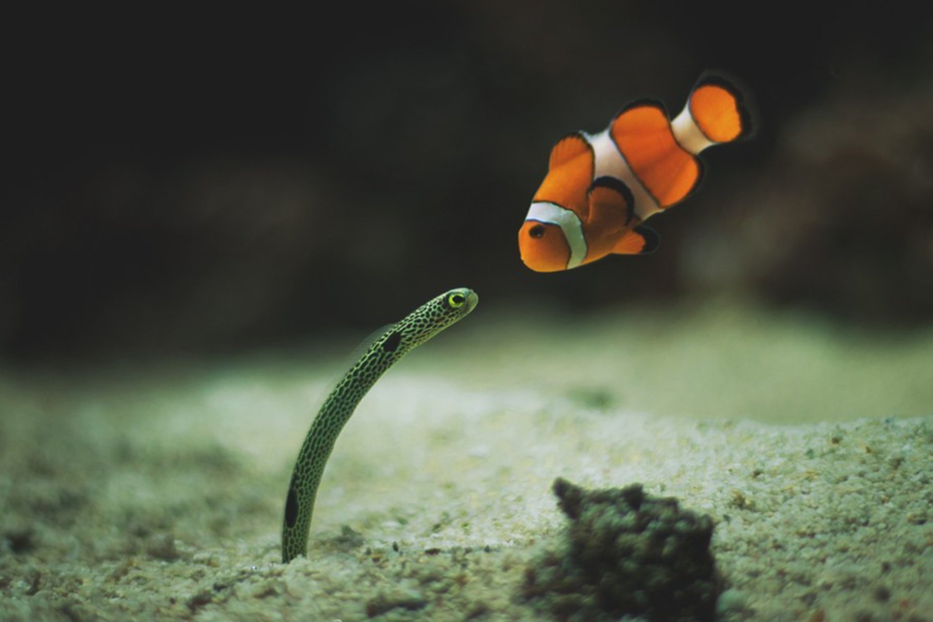  clownfish and eel meet for the first time