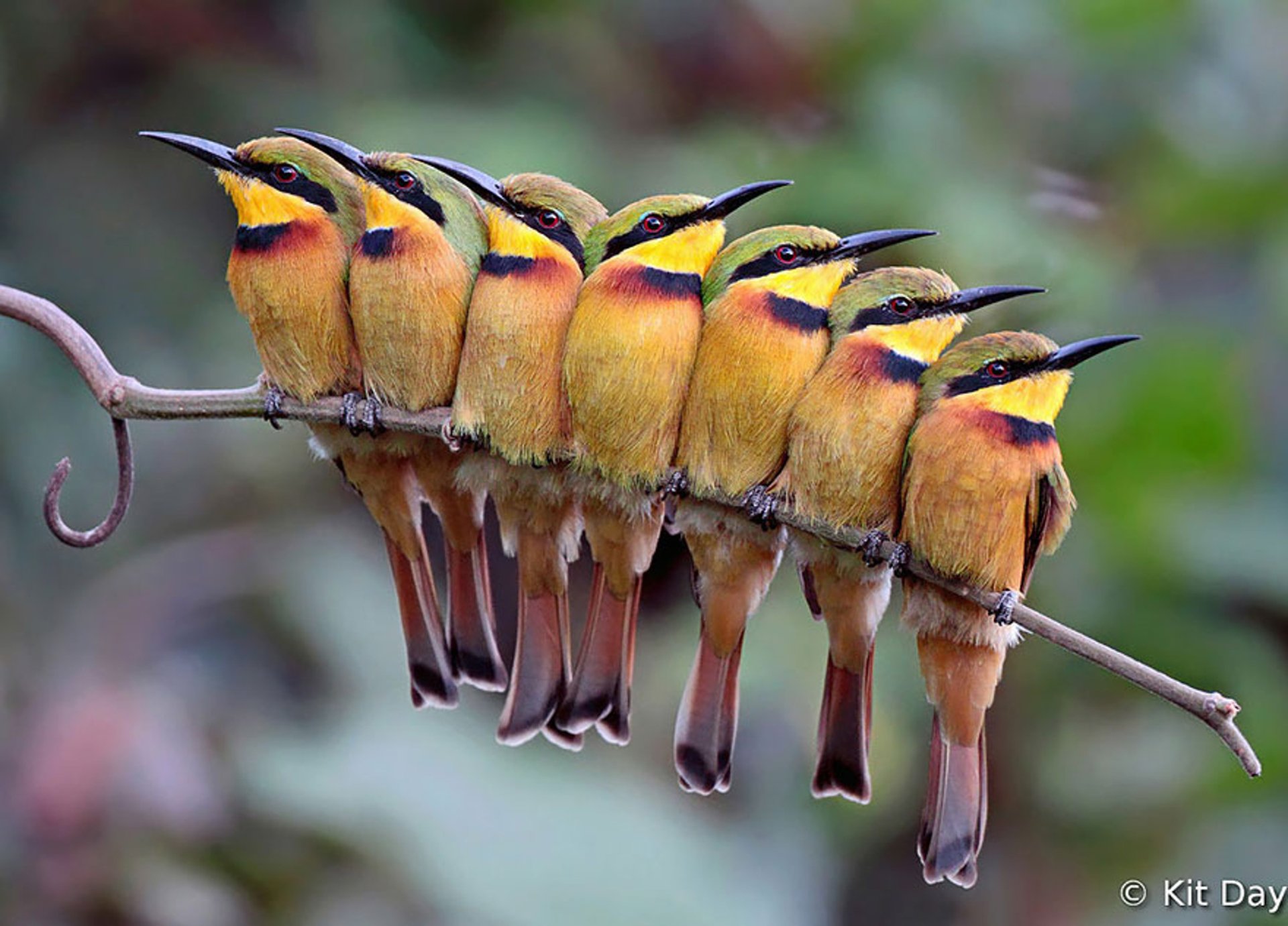 Seven bee-eaters perched tightly along a thin branch, displaying vivid yellow, orange and green plumage and slender curved bills.