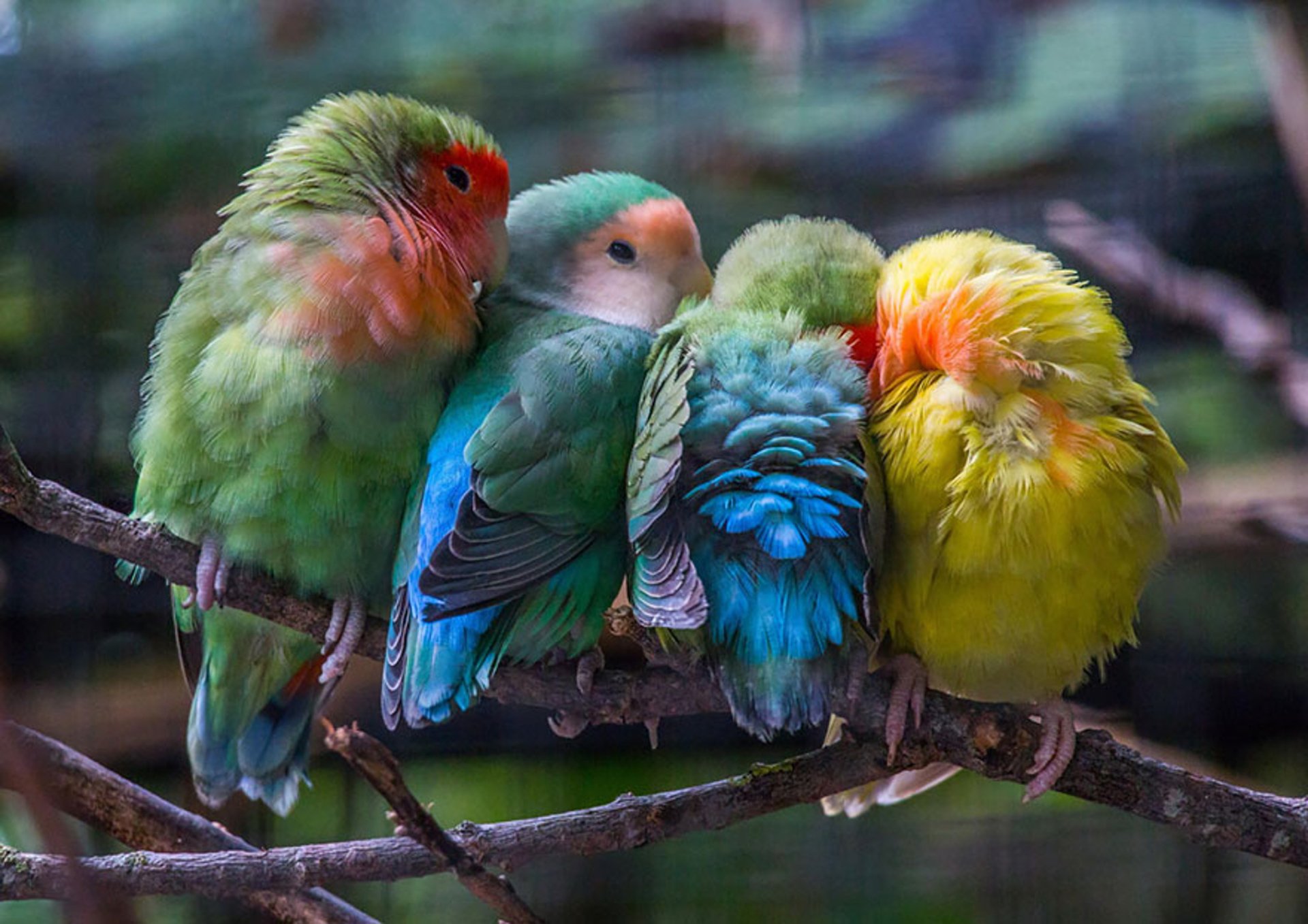 a-group-of-birds-on-a-branch-image-id-293225-image-abyss