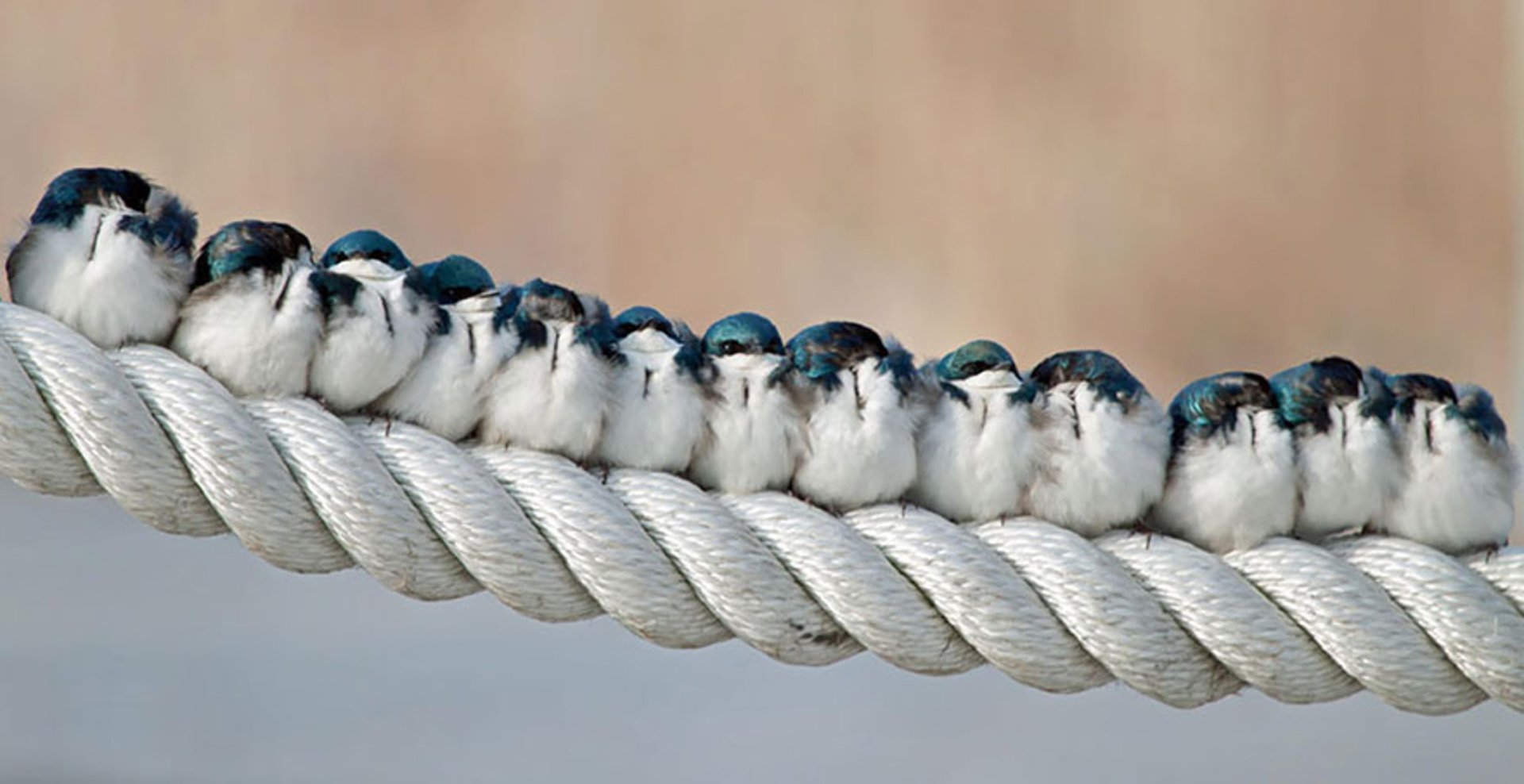 a group of birds on a branch Image ID 293226 Image Abyss