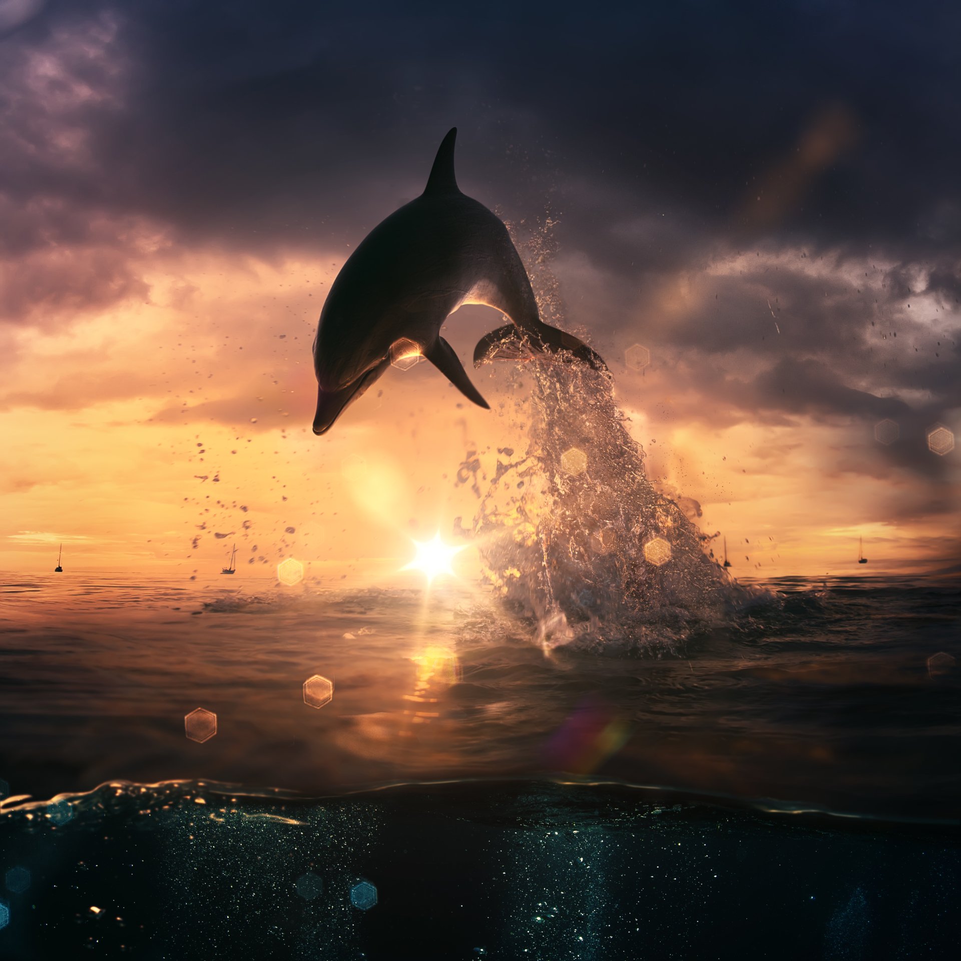 Dolphin at sunset jumping out of the water Image ID
