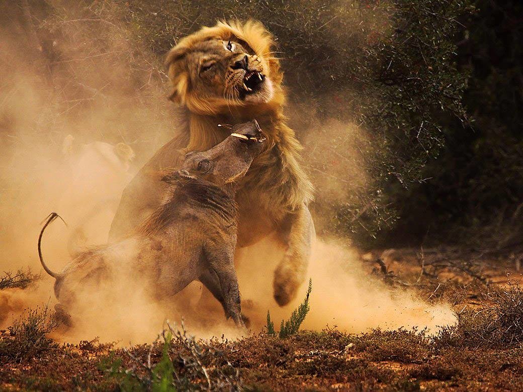  fight of a warthog and a lion