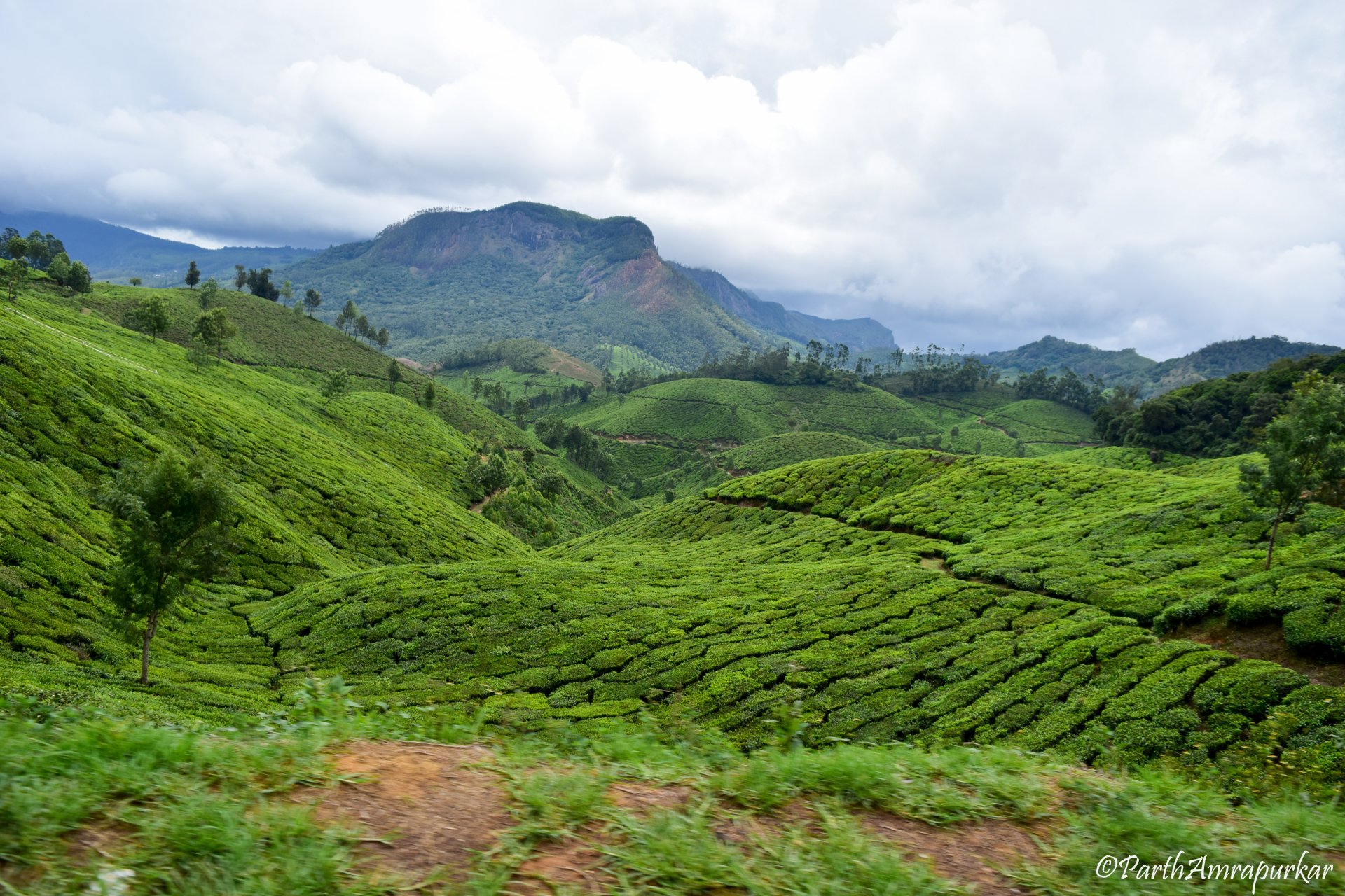tea plantation green mountain nature photography landscape Image