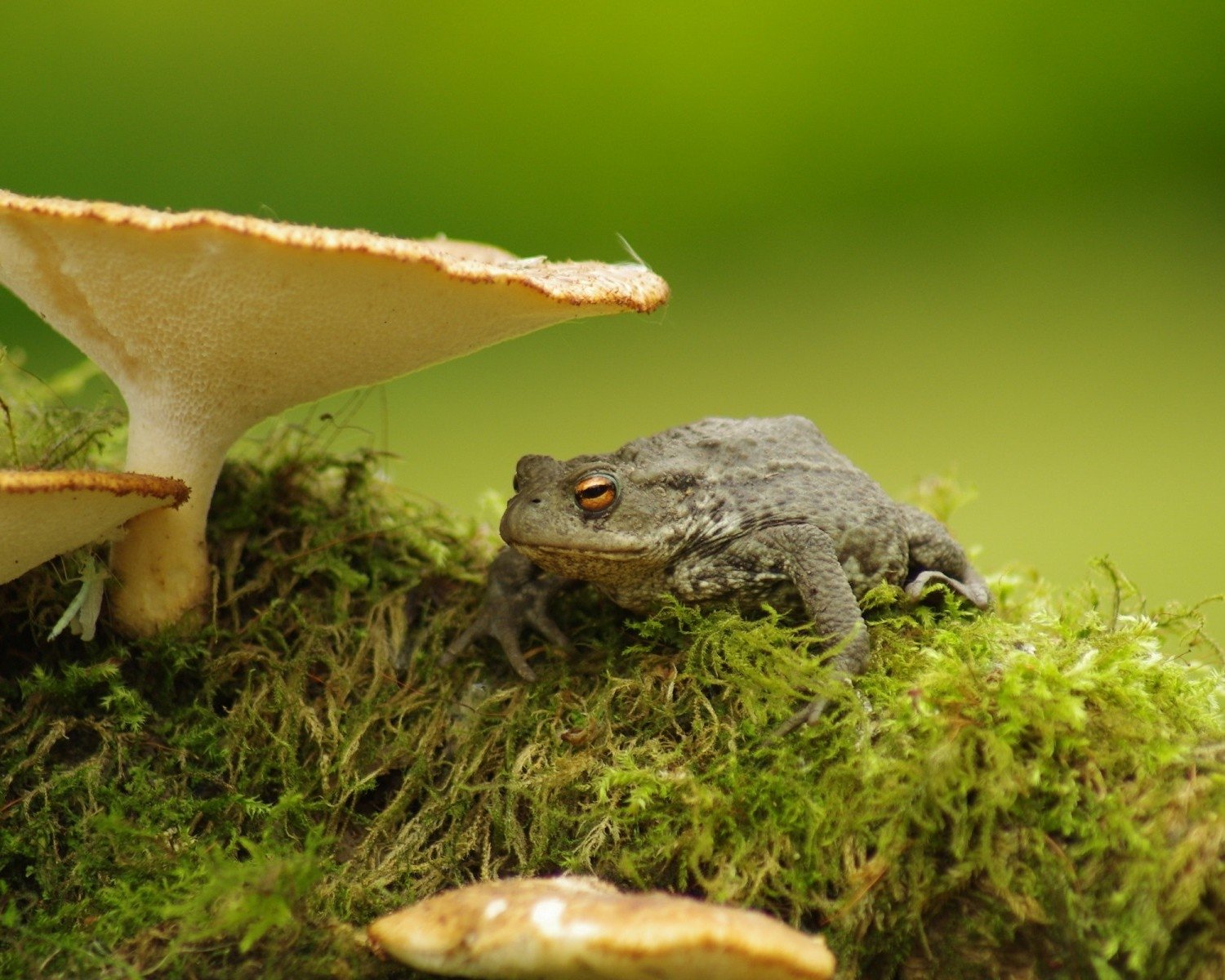  frog under mushroom