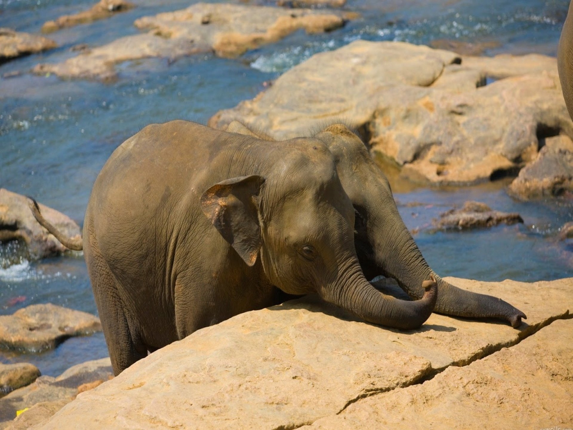 An Asian elephant rests its head on a rock by a flowing river, surrounded by smooth stones and clear water. The scene captures the tranquility of this magnificent animal in nature.