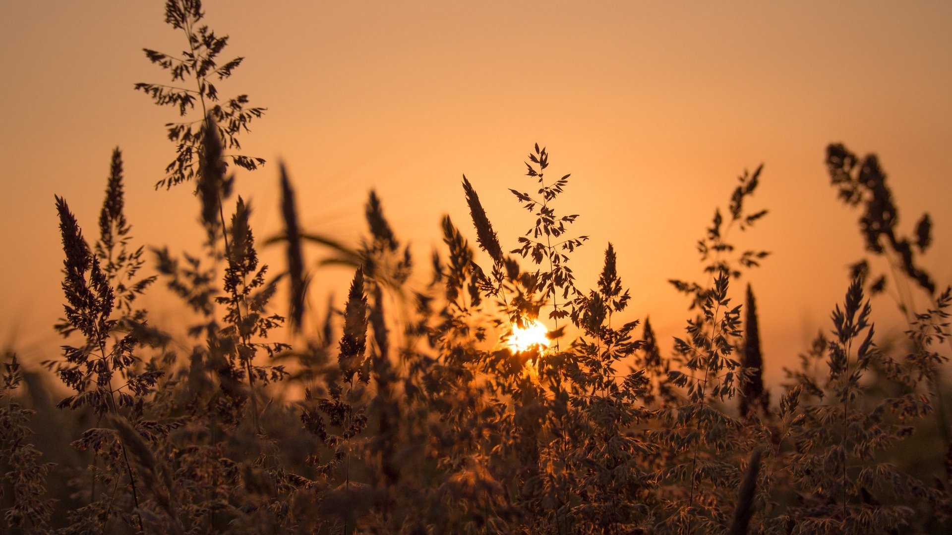 Silhouetted grasses sway gently in a golden field at sunset, capturing the serene beauty of nature as the sun dips below the horizon.