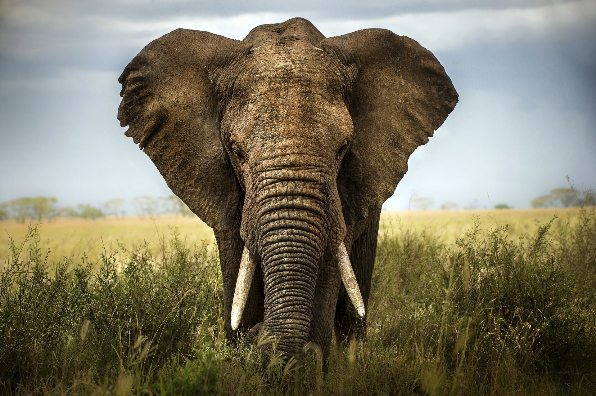 Animal African bush elephant Image