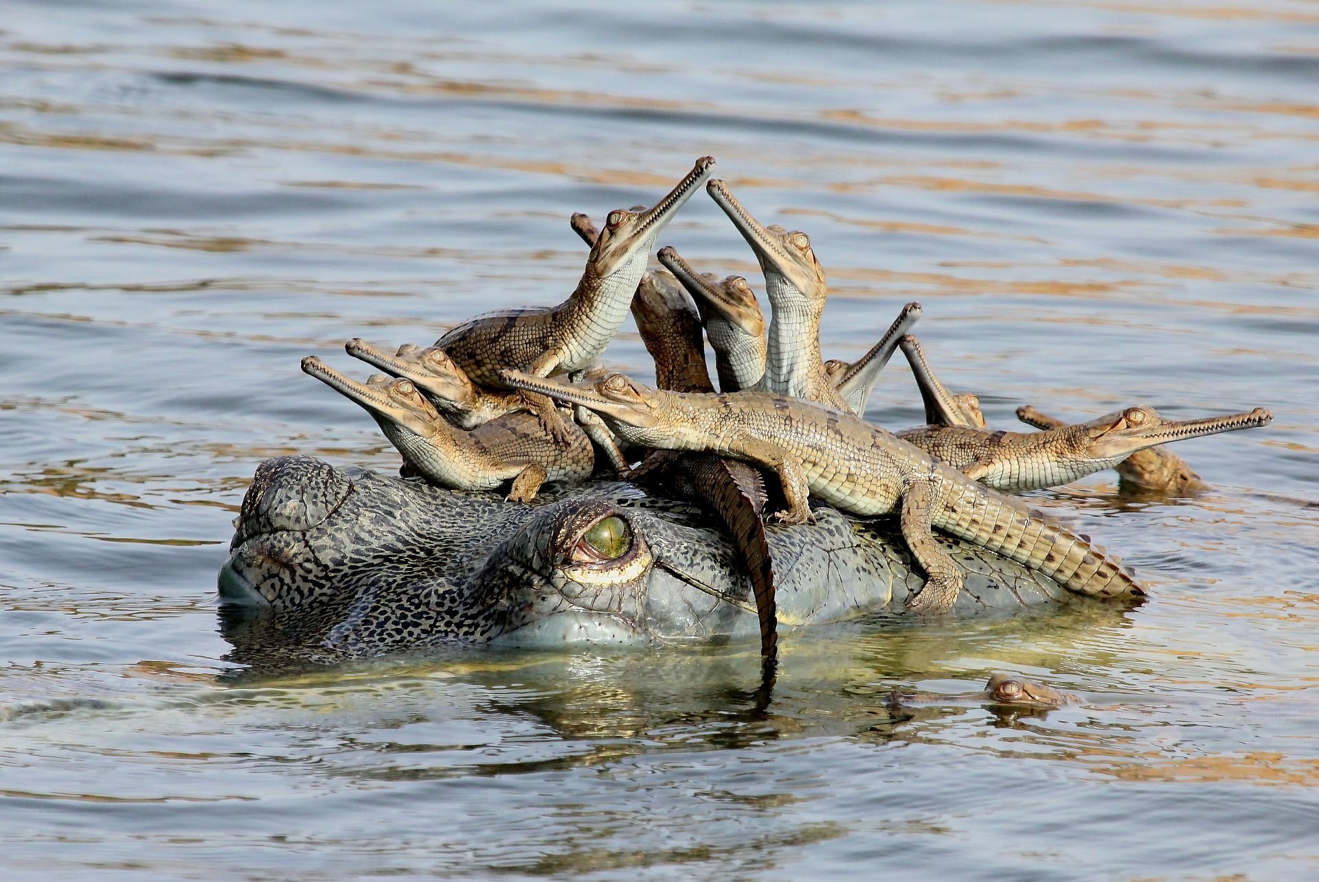  Gharial, fish eating crocodile, and babies by Udayan Rao Pawar