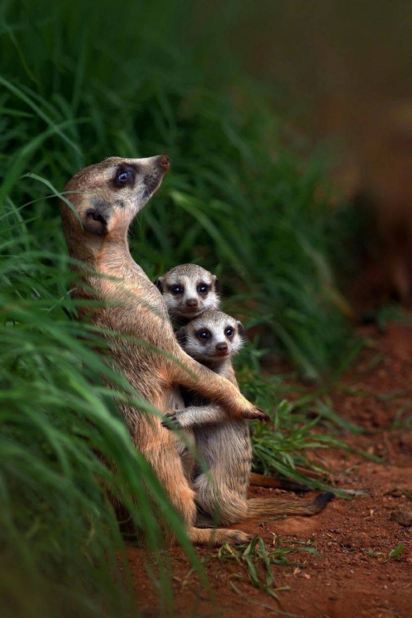 A meerkat animal stands alert while two smaller meerkats cling closely beside it amid green grass and reddish soil.