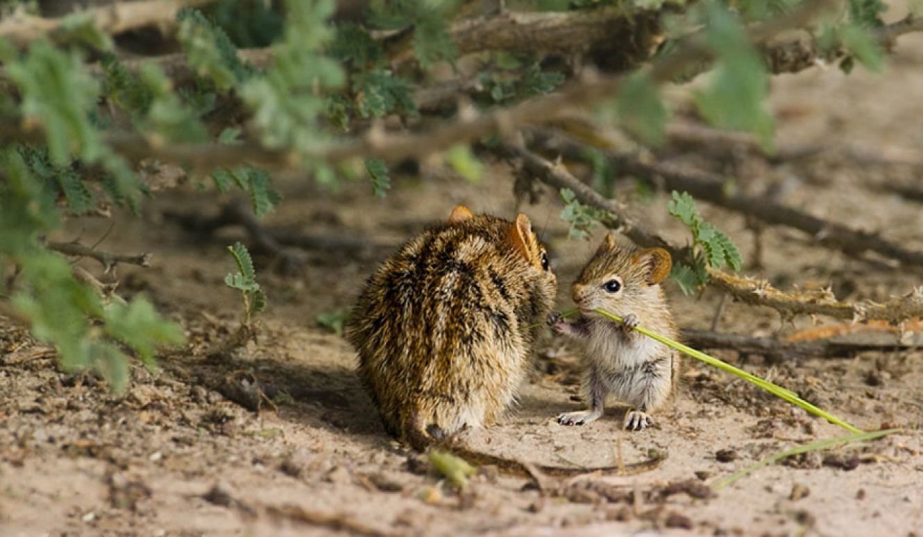  striped mouse mother and baby