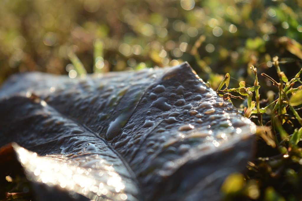  Wet Leaf