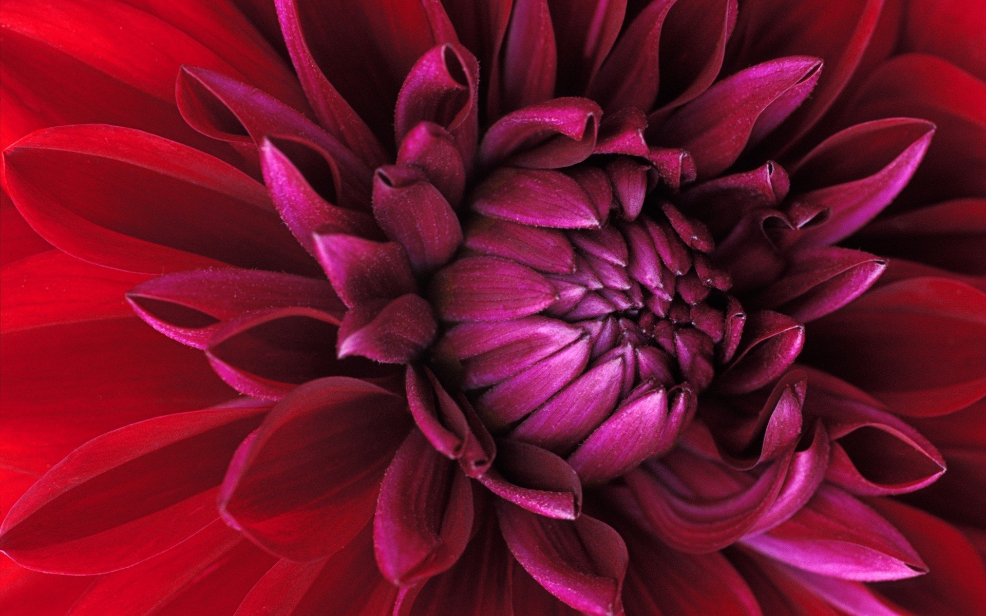 Close-up of a vibrant red dahlia flower showcasing its layered petals in a natural setting.