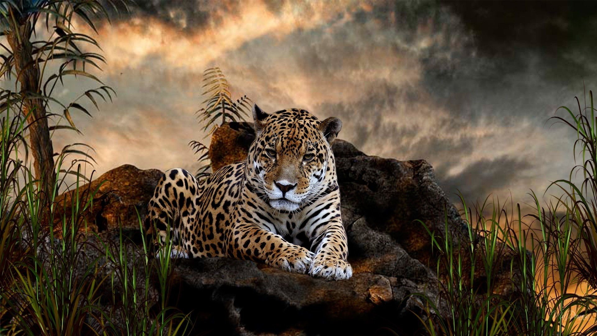  Jaguar in the Forest