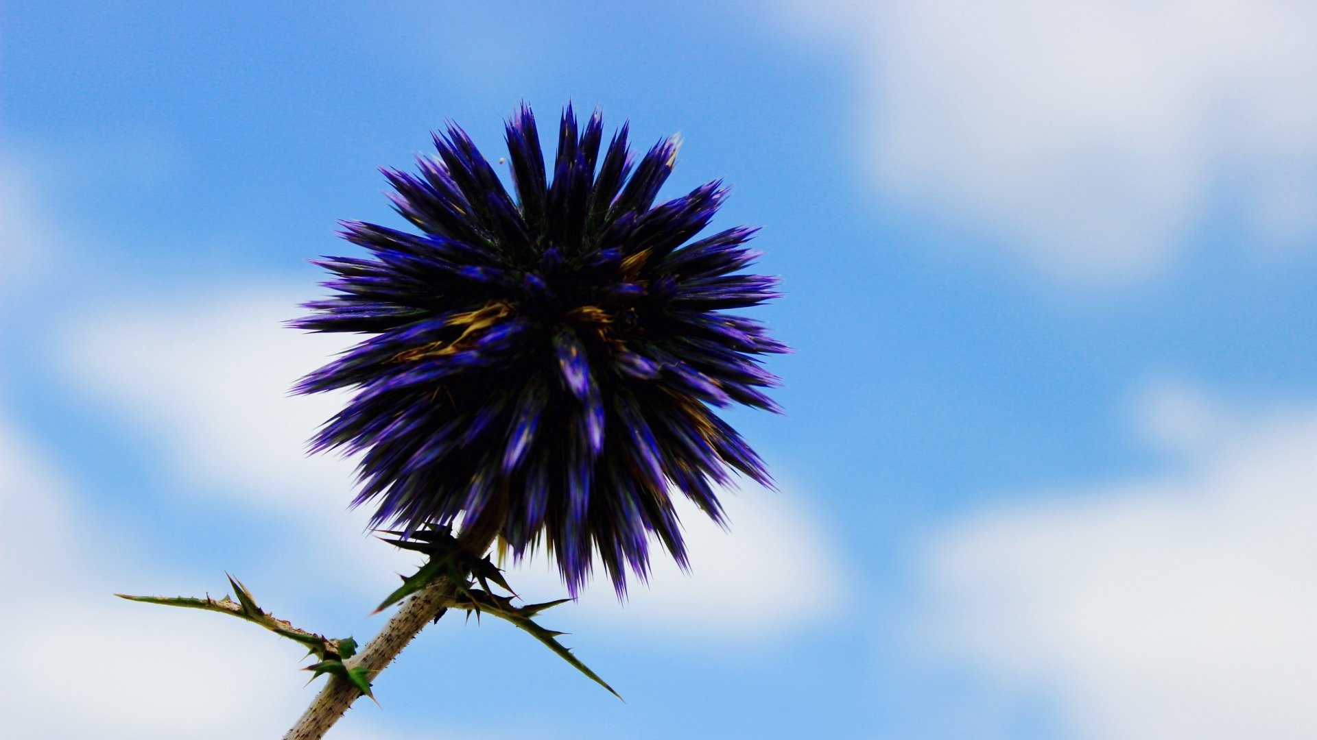 Download Thistle Purple Flower Nature Flower Image