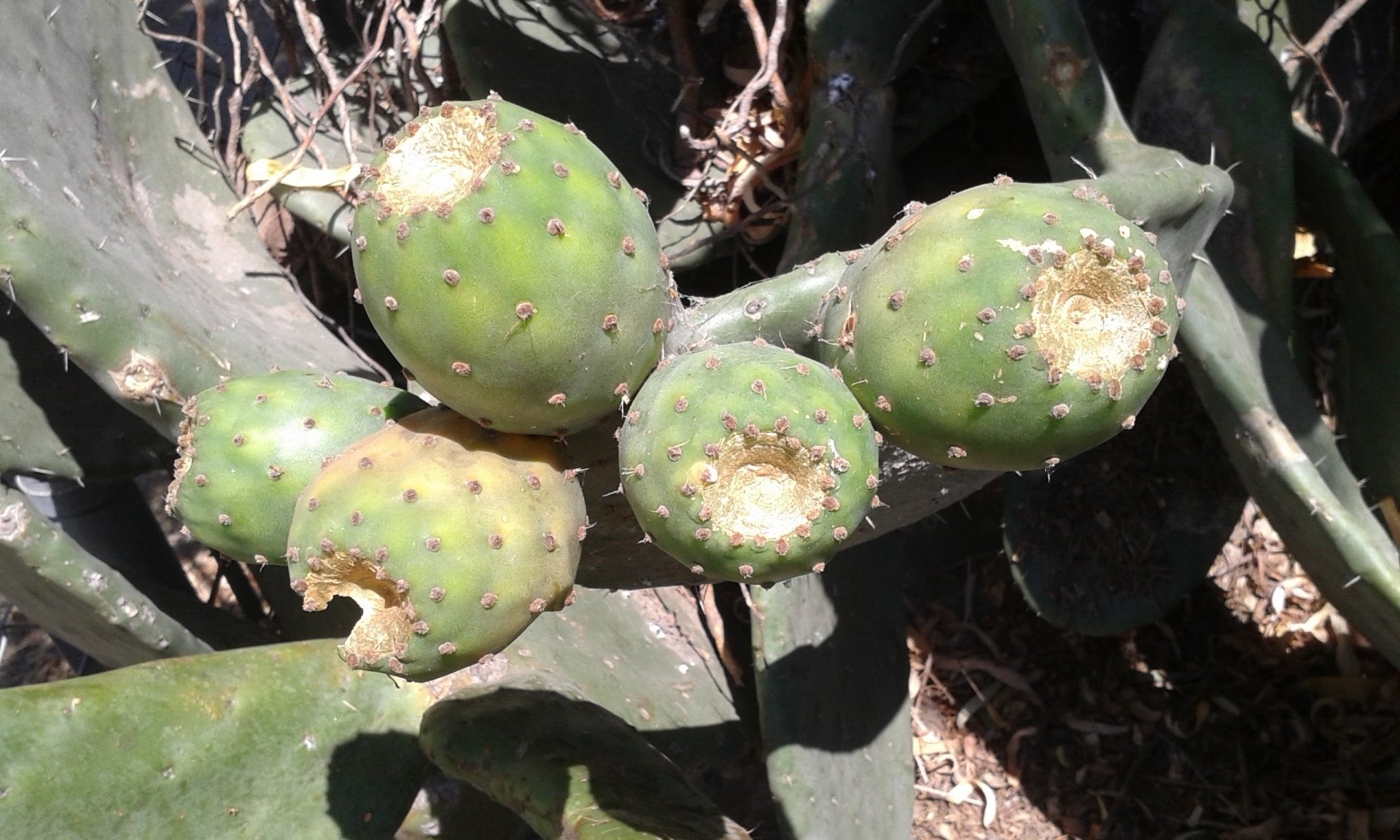 Sunlit nature scene of a cactus plant with four green oval fruits attached to flattened pads amid dry leaf litter and spines.