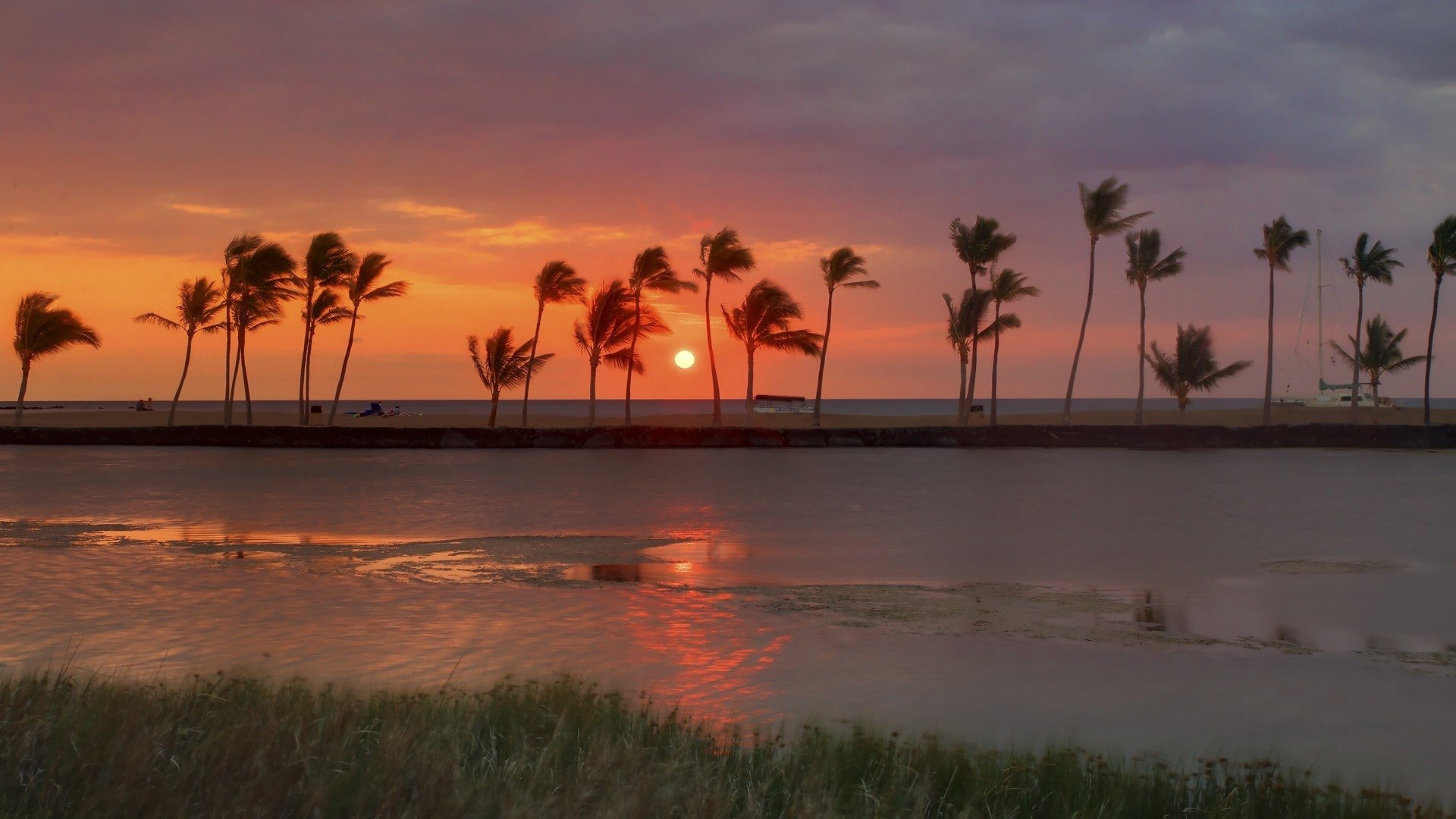 Download Horizon Palm Tree Nature Sunset Image