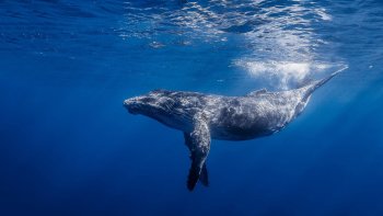 Preview Whale