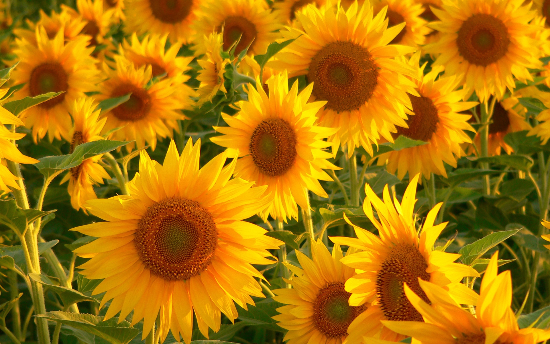 Sunflower Picture Image Abyss
