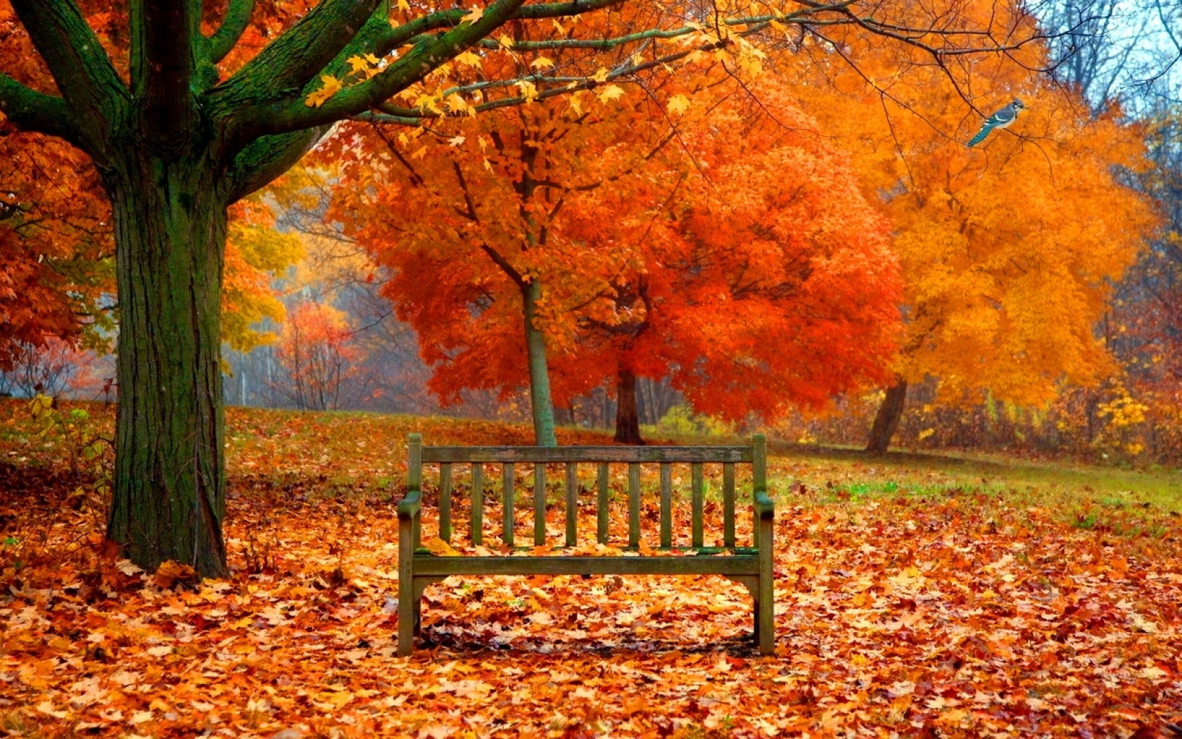 Bench in Autumn Park - Image Abyss