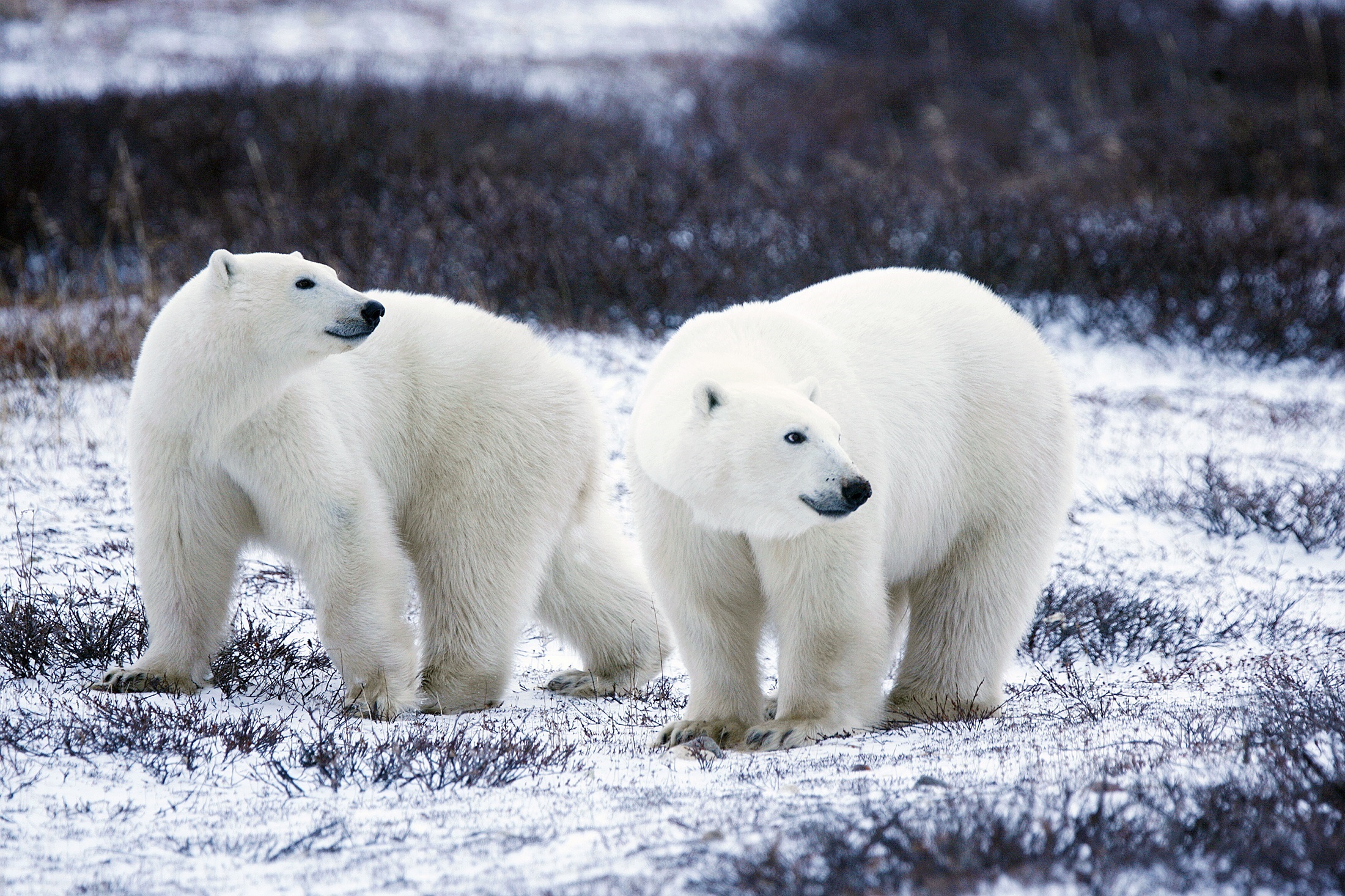 Two Polar Bears in the snow by skeeze