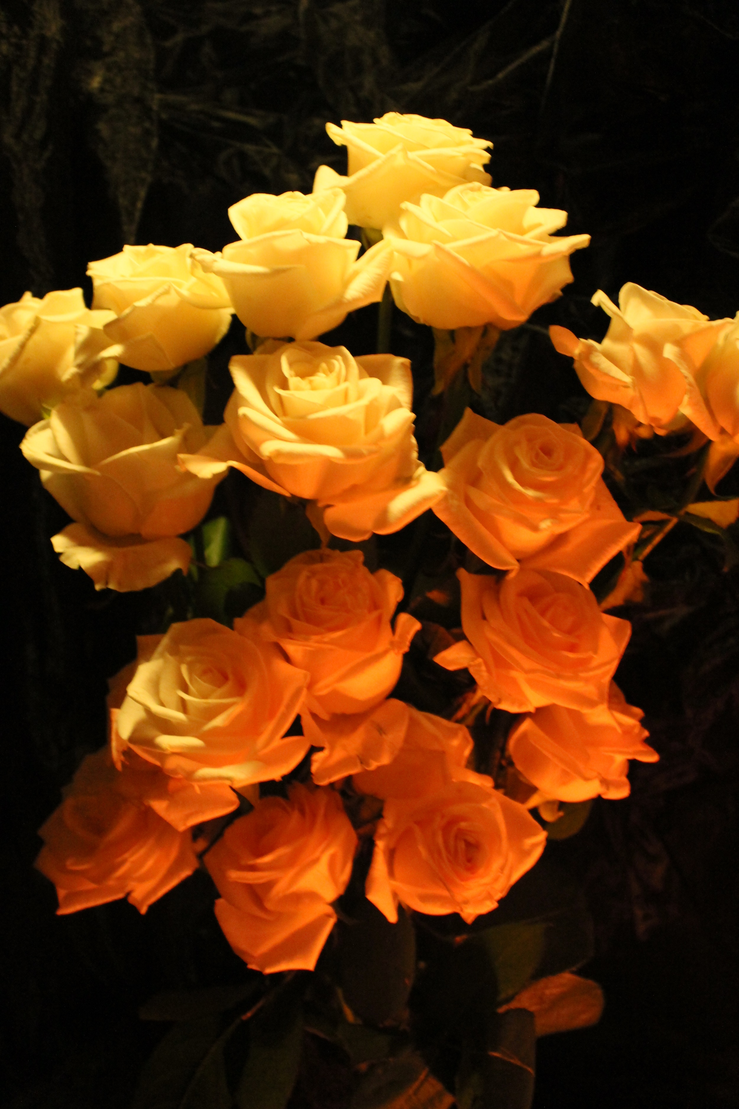 Roses by Redski