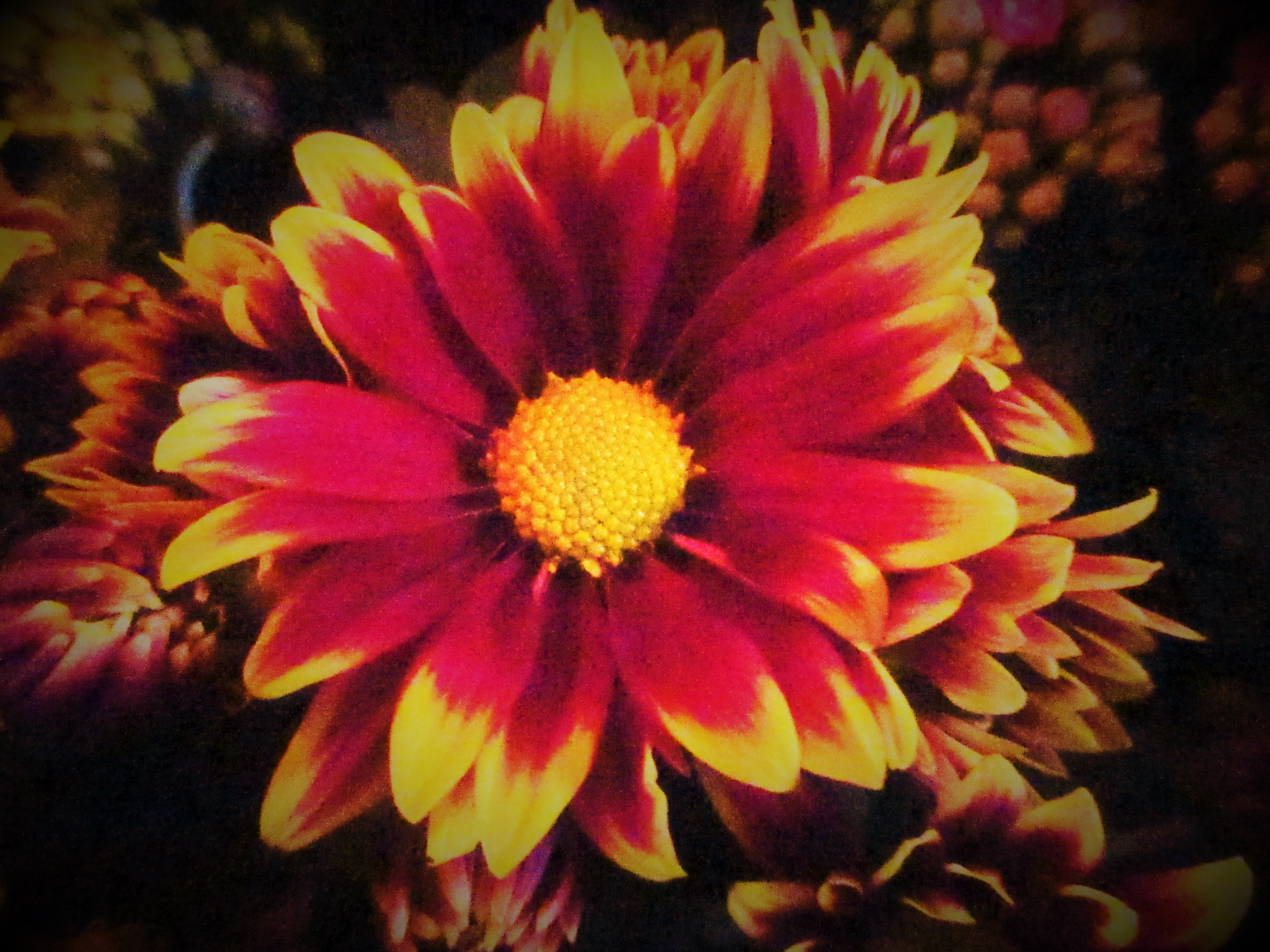 Chrysanthemum by Redski