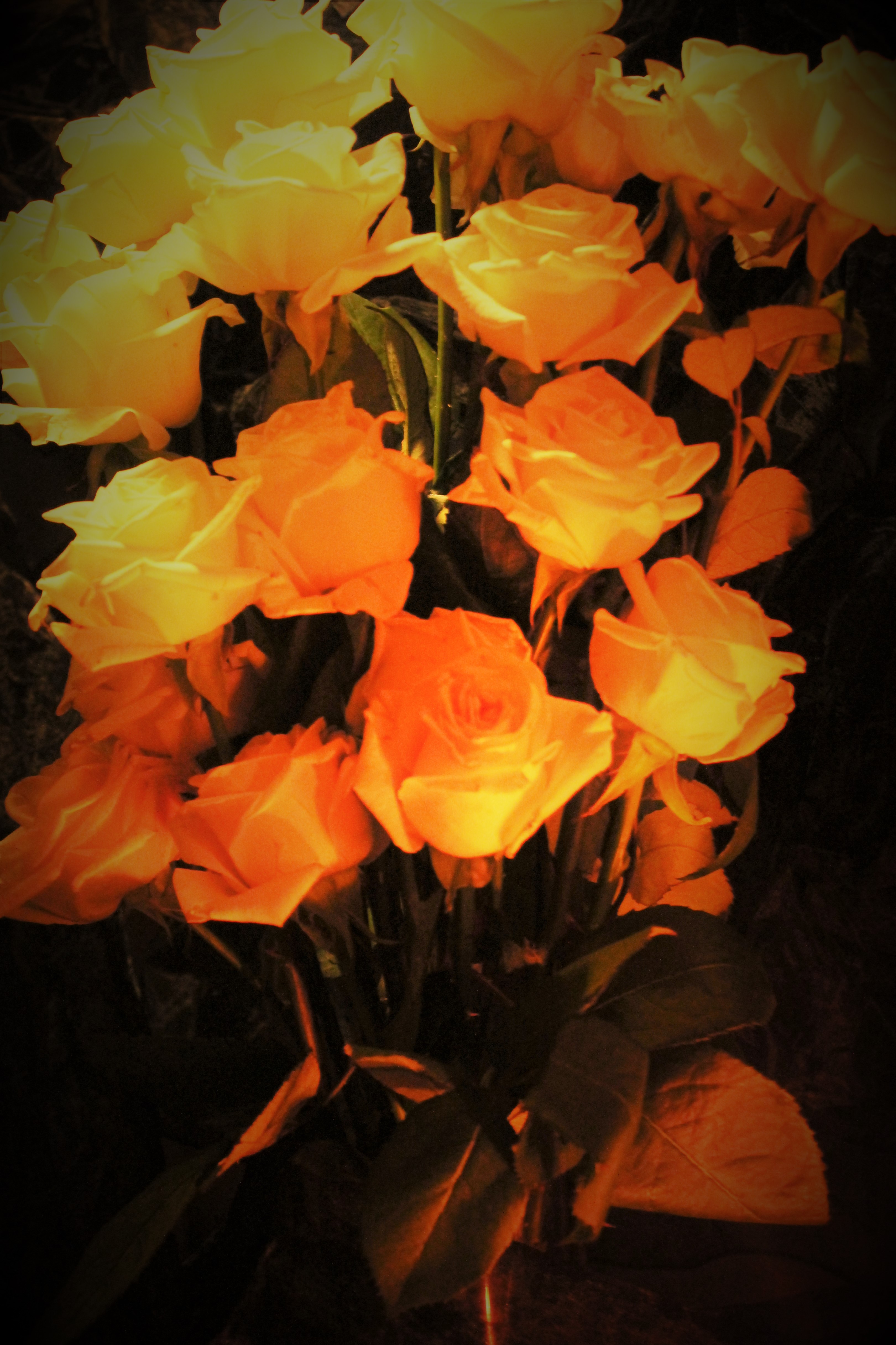 Roses by Redski