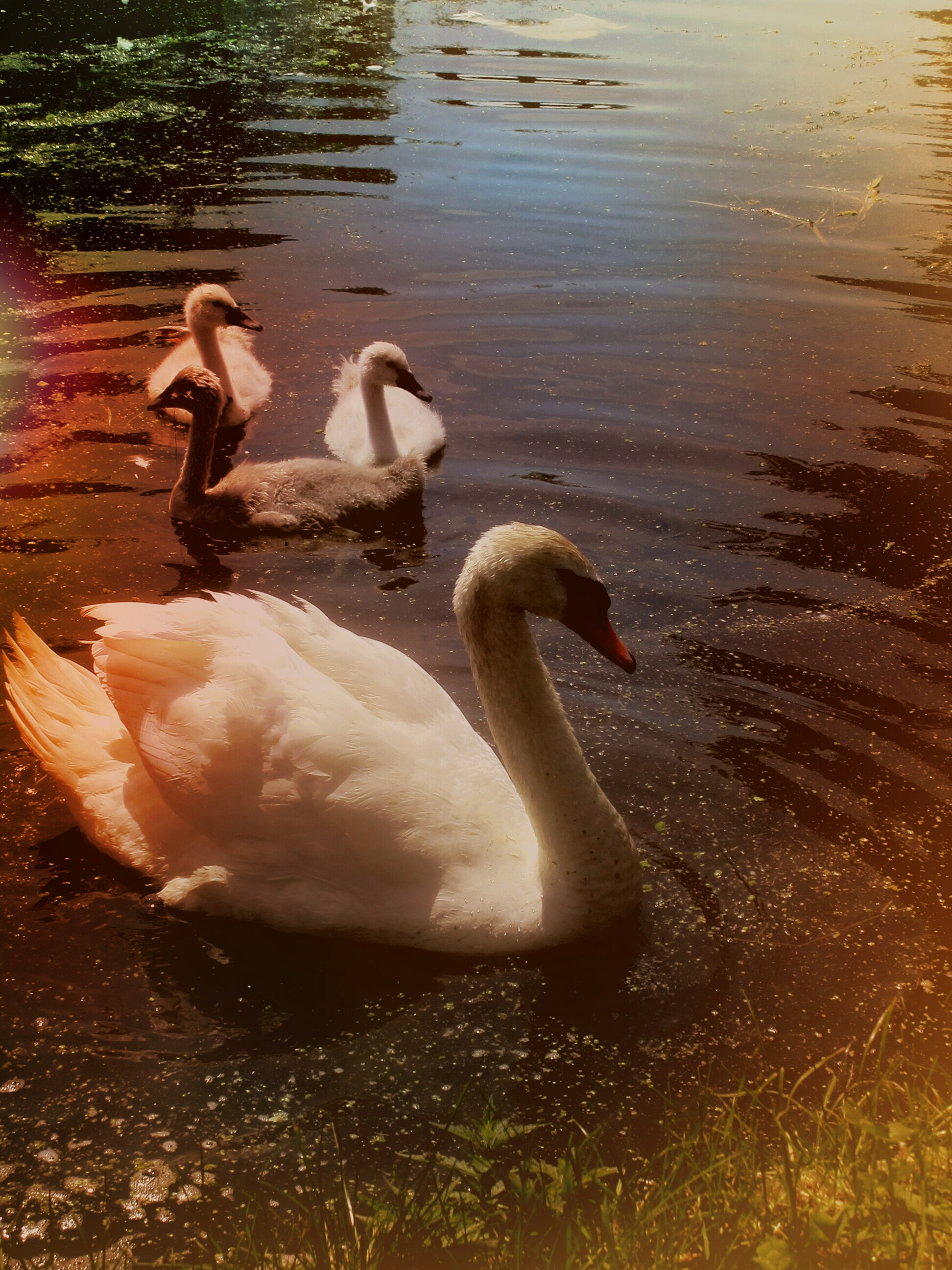 Mother swan by Redski