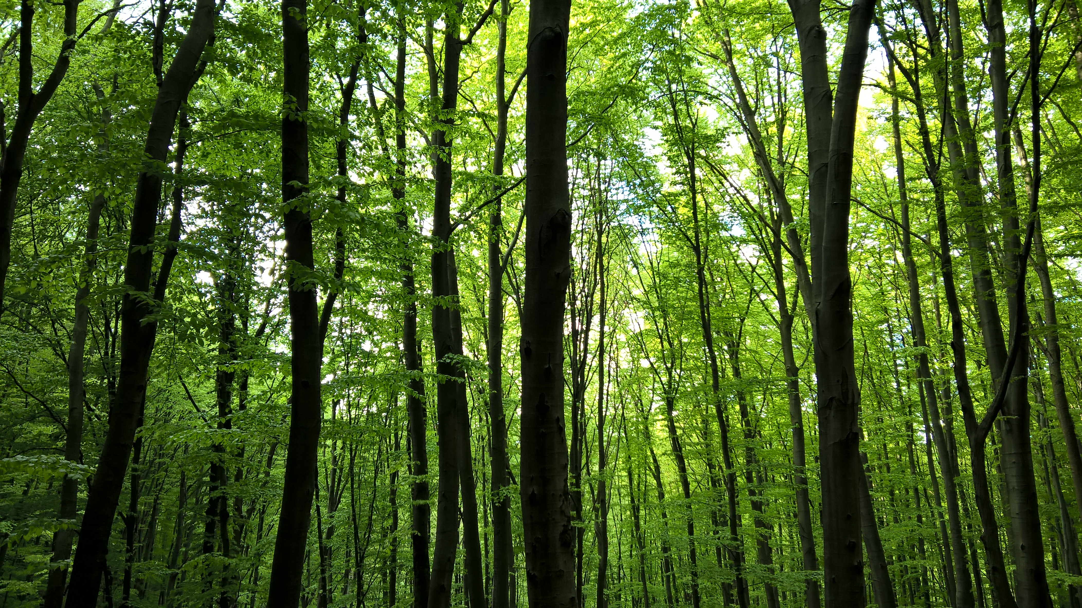 Темно зеленый лес. Чаща леса картинка для детей. I like forest. Зеленый лес. Зеленый лес.