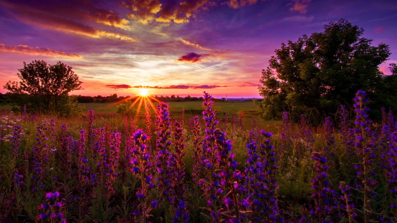 Download Flower Nature Sunrise Image