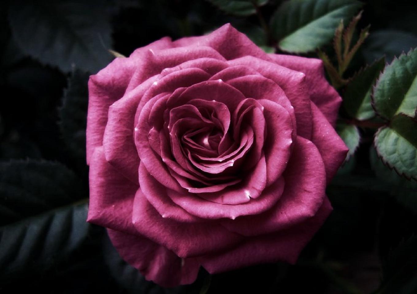 Темно малиновые розы