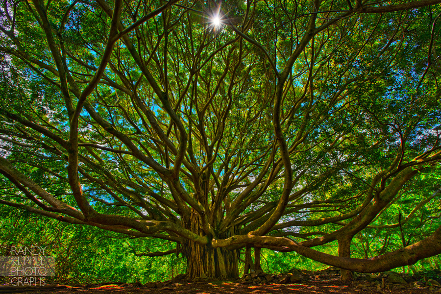 Banyan Tree in Hawaii by Randy Kepple