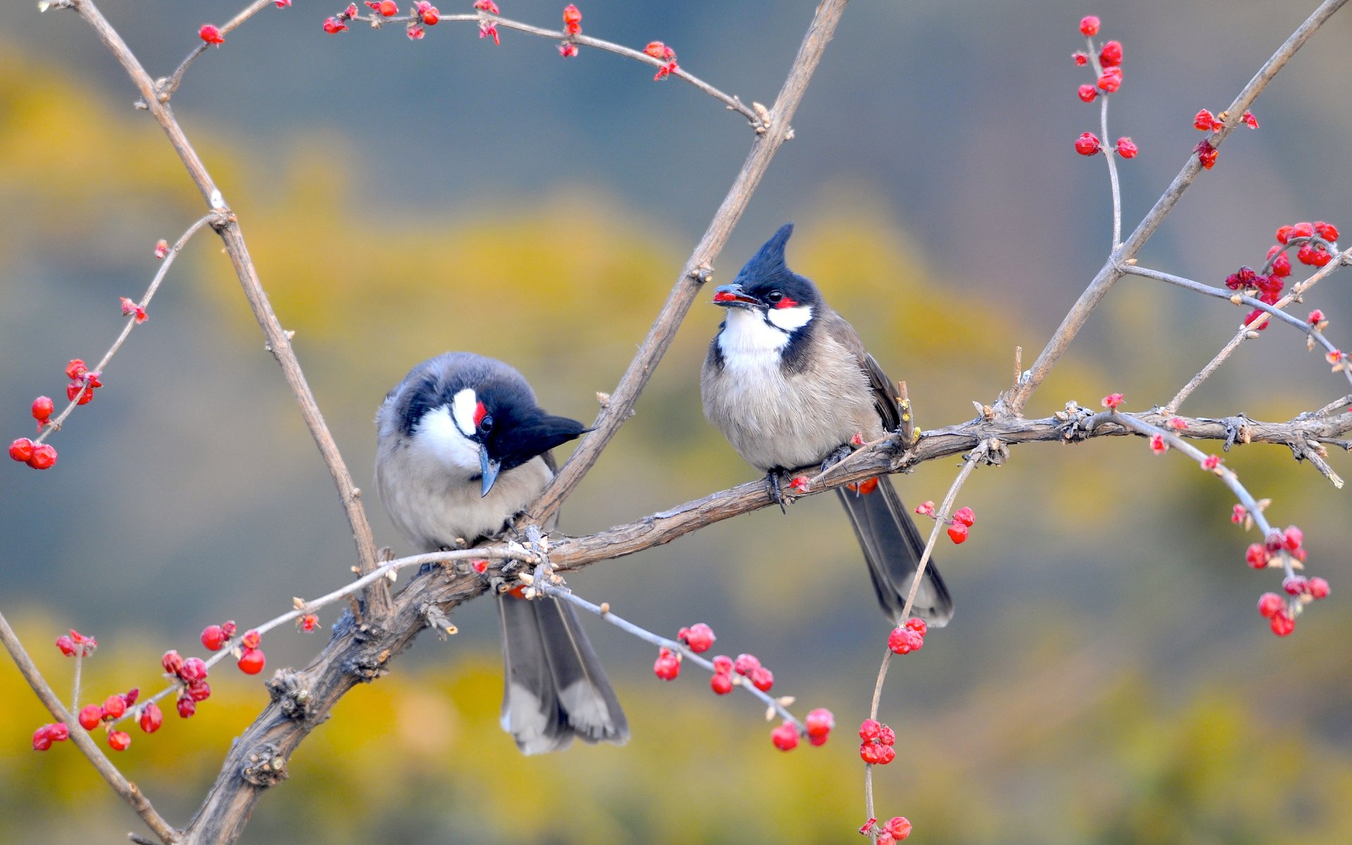 Two birds perched on a branch adorned with red berries, surrounded by softly blurred foliage in the background, showcasing their charming features and vibrant colors. 