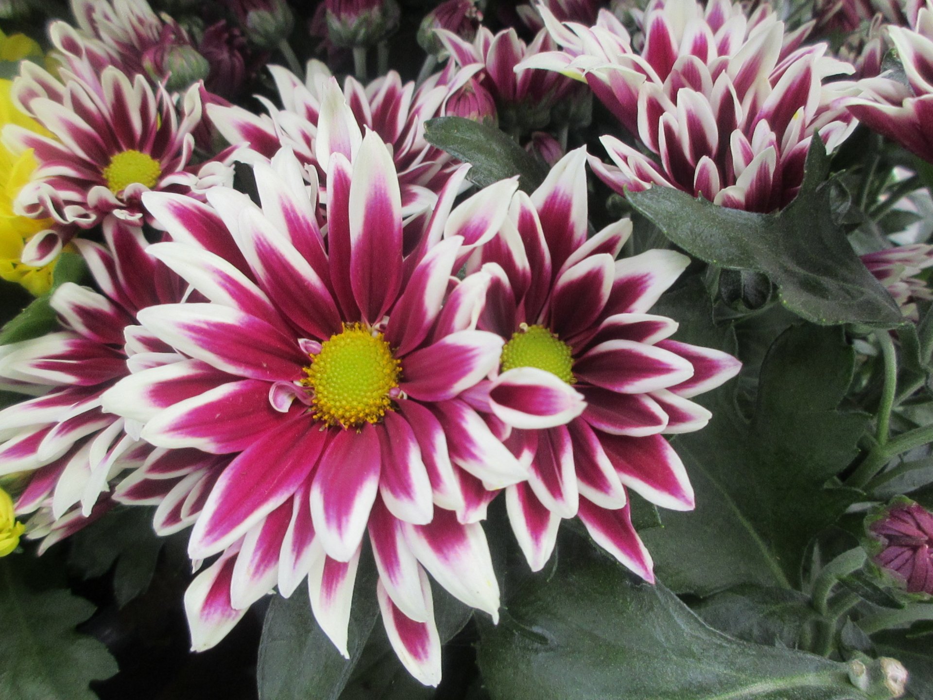  Chrysanthemum