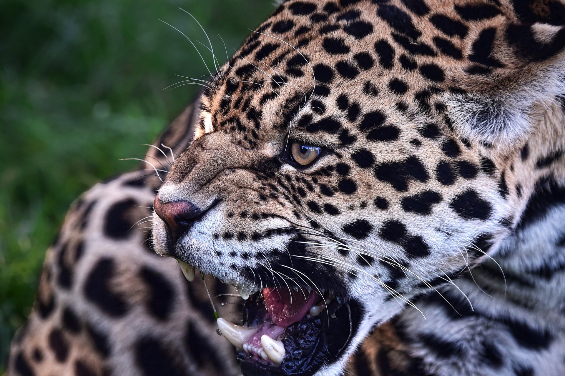 Close-up of a leopard snarling, showing its teeth and detailed spotted fur against a blurred green background.
