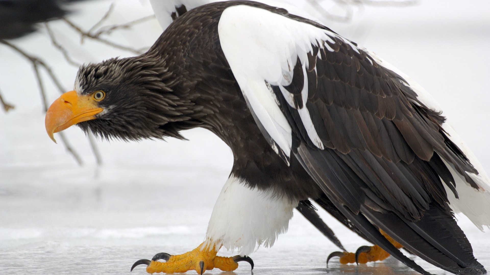 Download Animal Steller's Sea Eagle Image