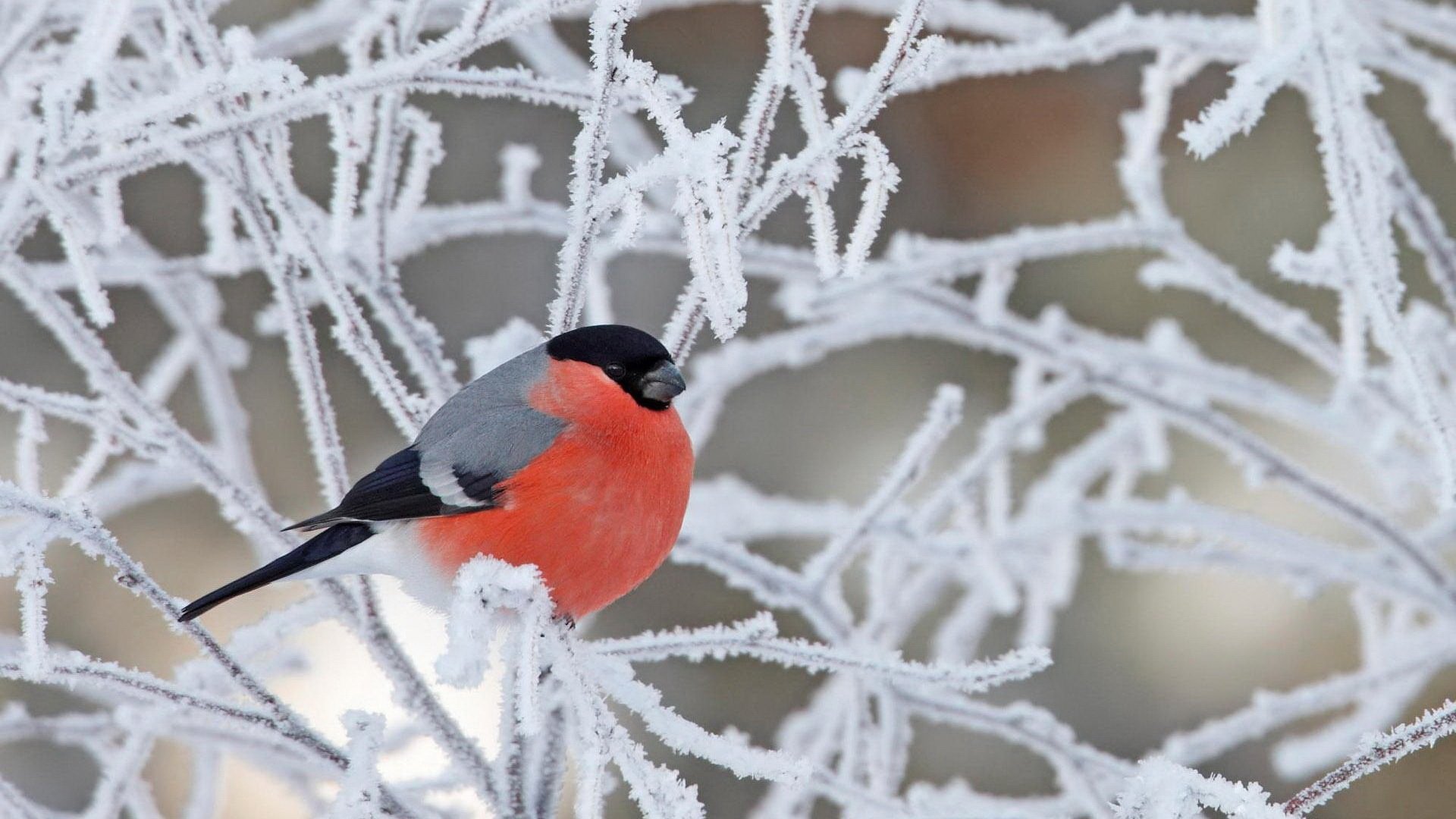 bird winter Animal bullfinch Image