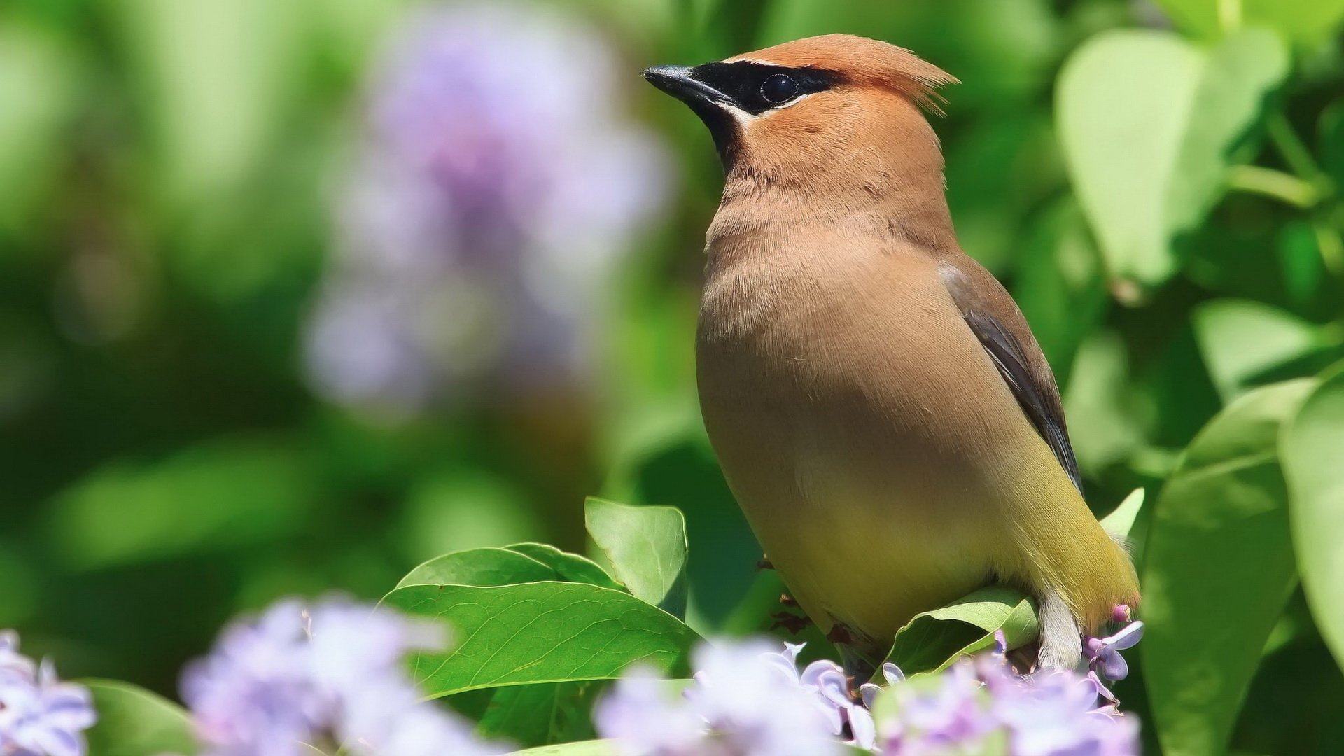 Download Bird Animal Waxwing Image