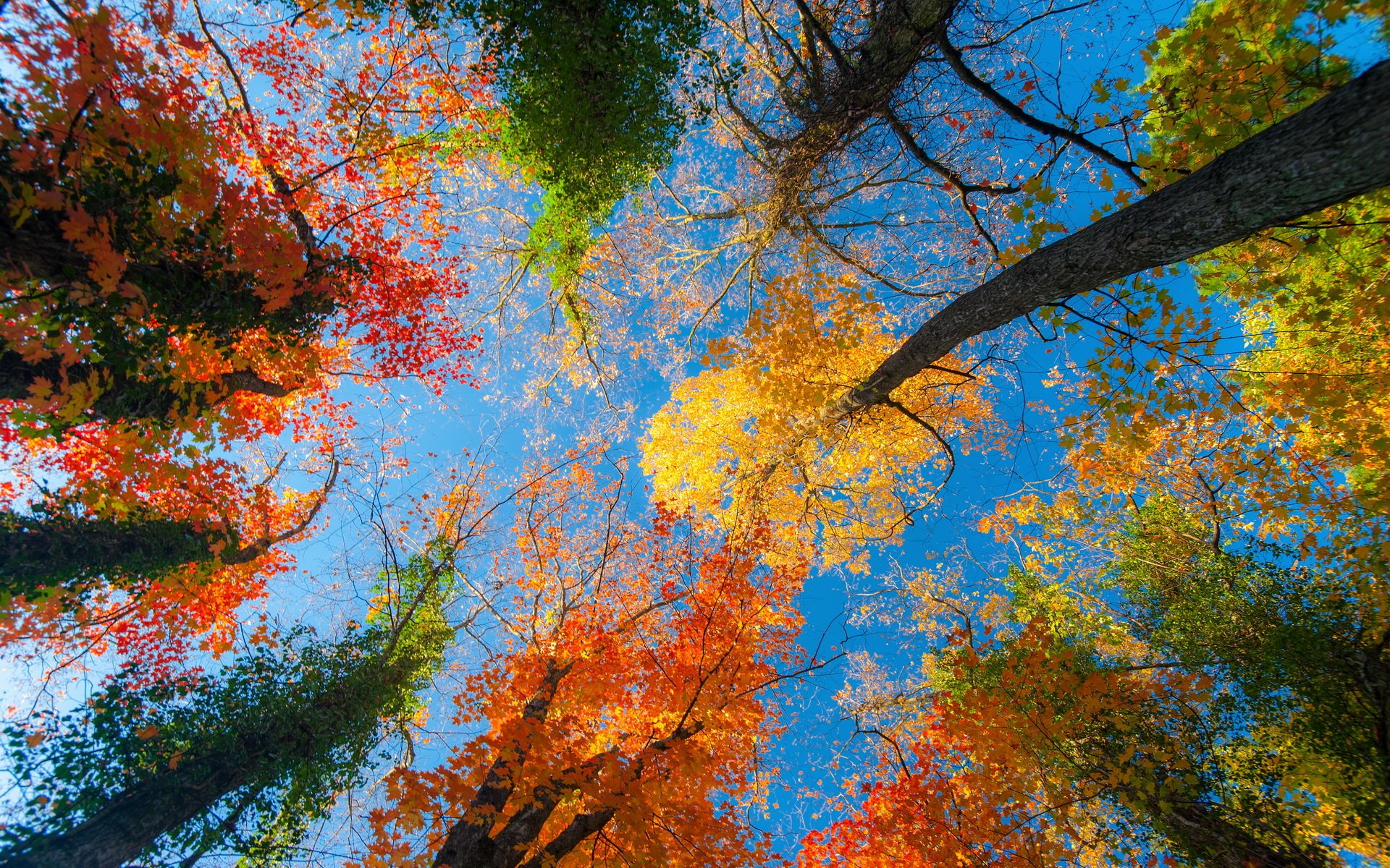 Fall Picture - Image Abyss