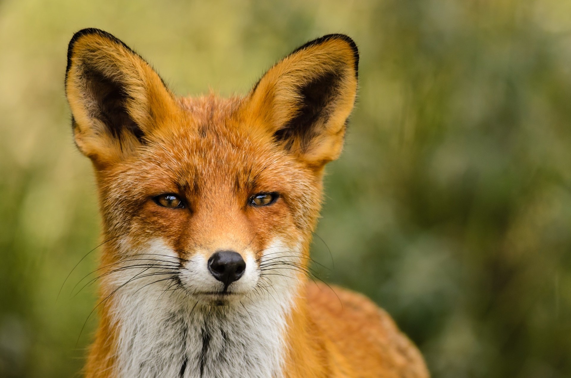 A close-up of a fox with striking orange fur and prominent ears, set against a blurred green background, showcasing its keen expression and natural beauty.