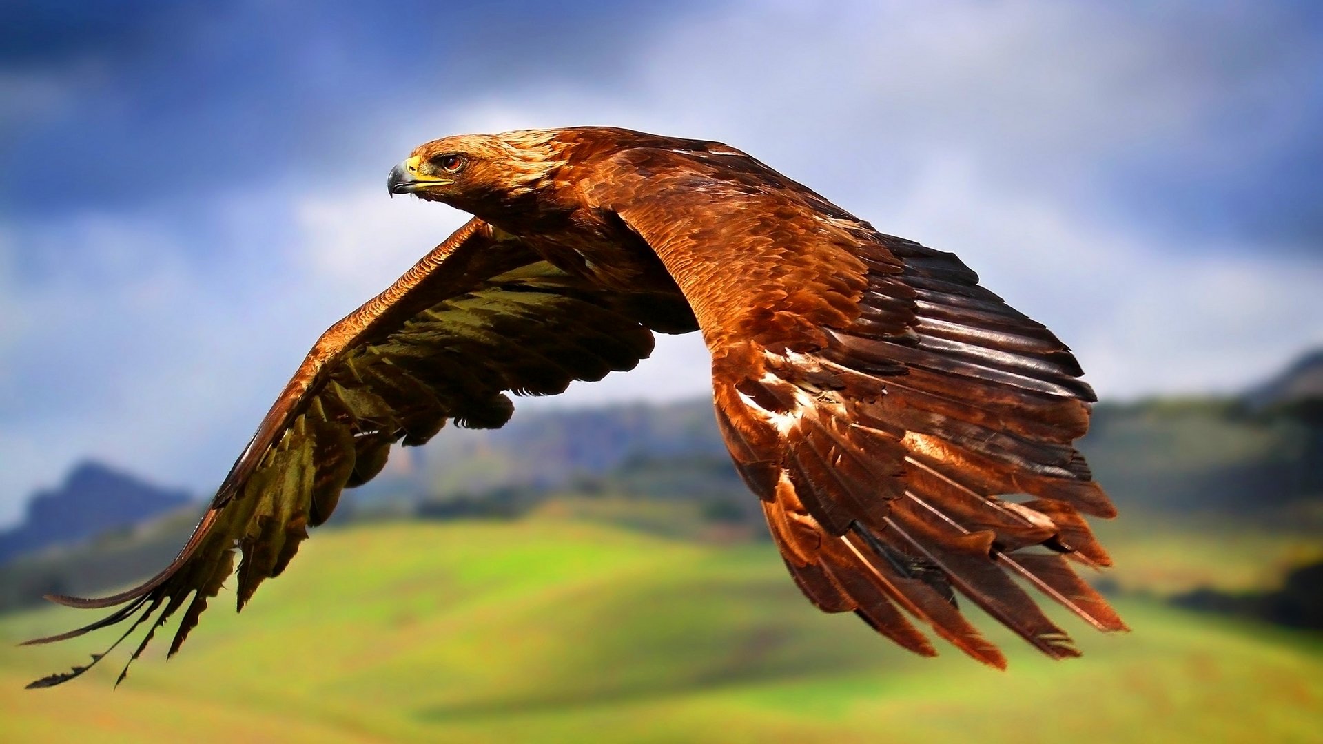 Animal golden eagle Image