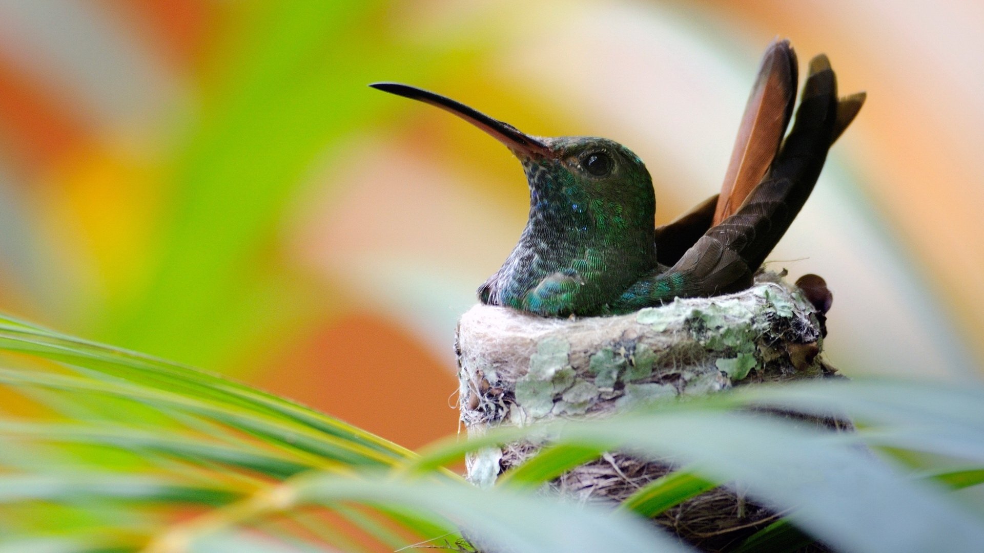 nest Animal hummingbird Image