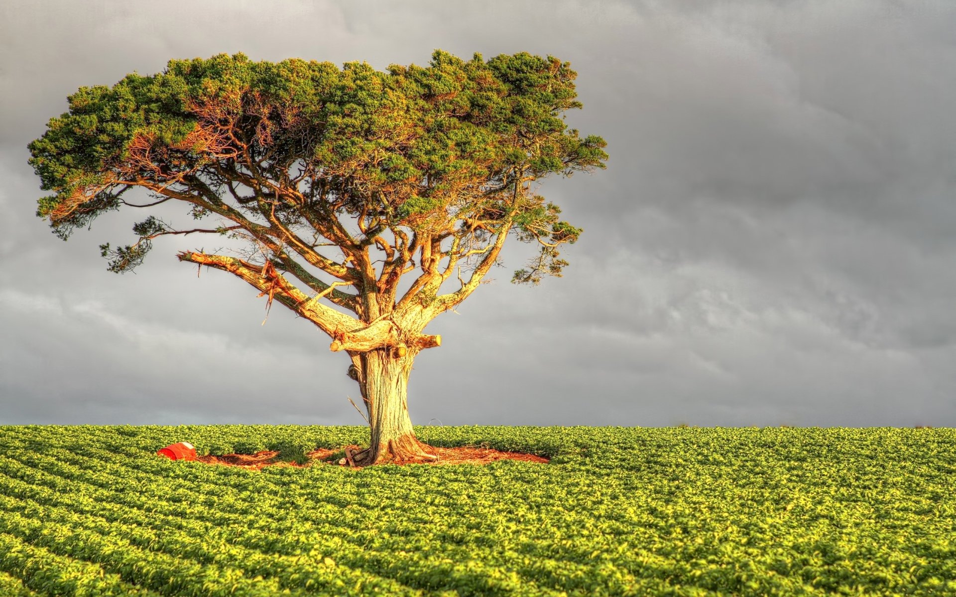 Tree Image - ID: 294493 - Image Abyss