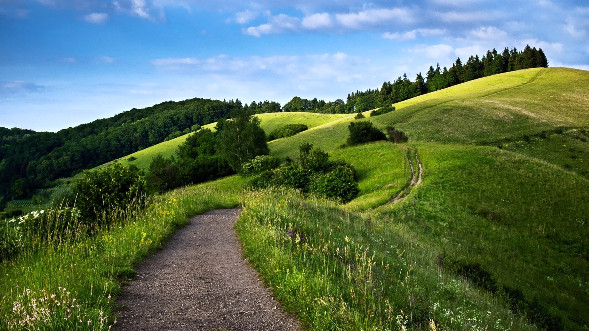 Download Grass Forest Nature Hill Path Landscape Image