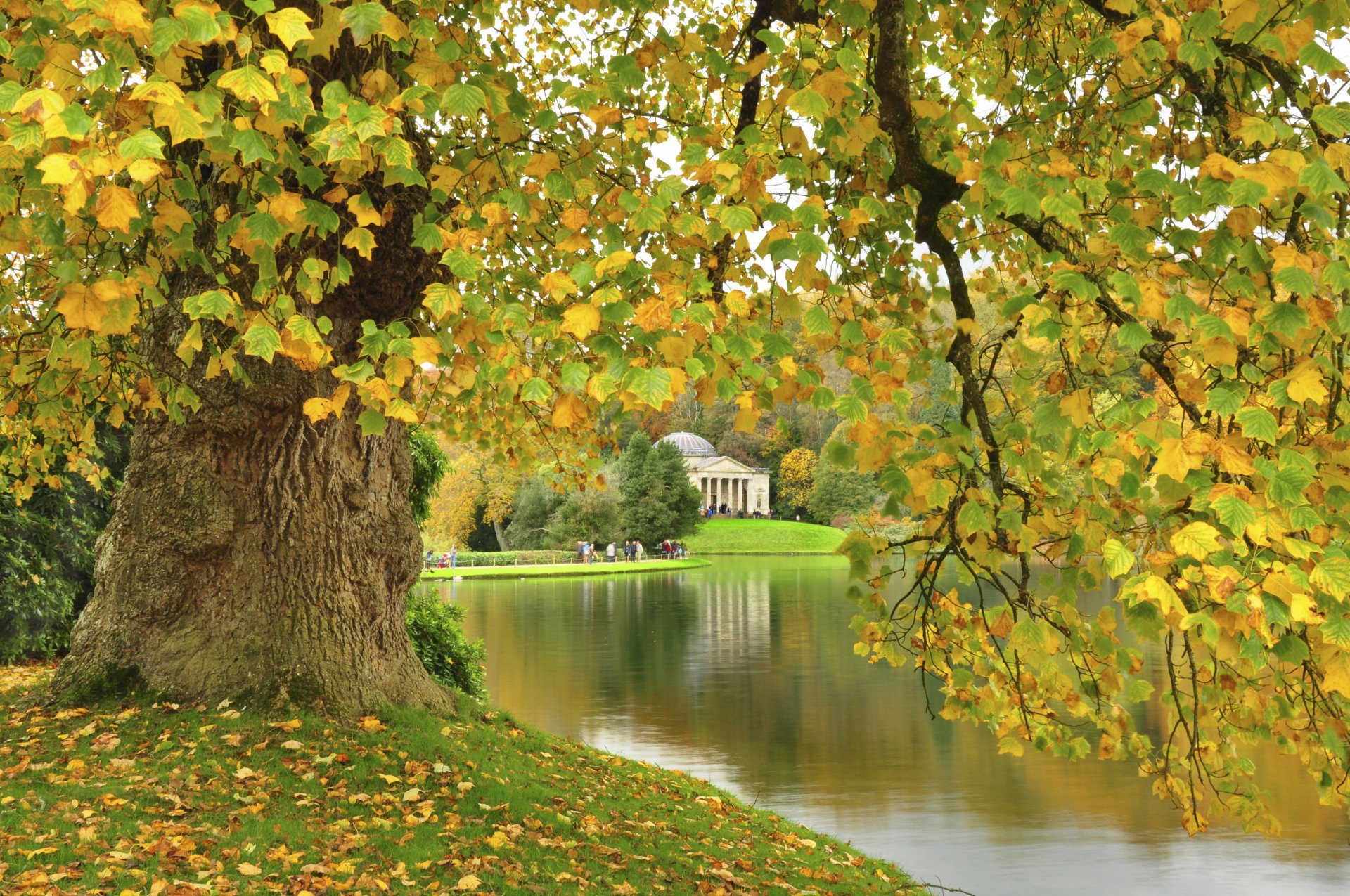  Tree by the Lake in Autumn